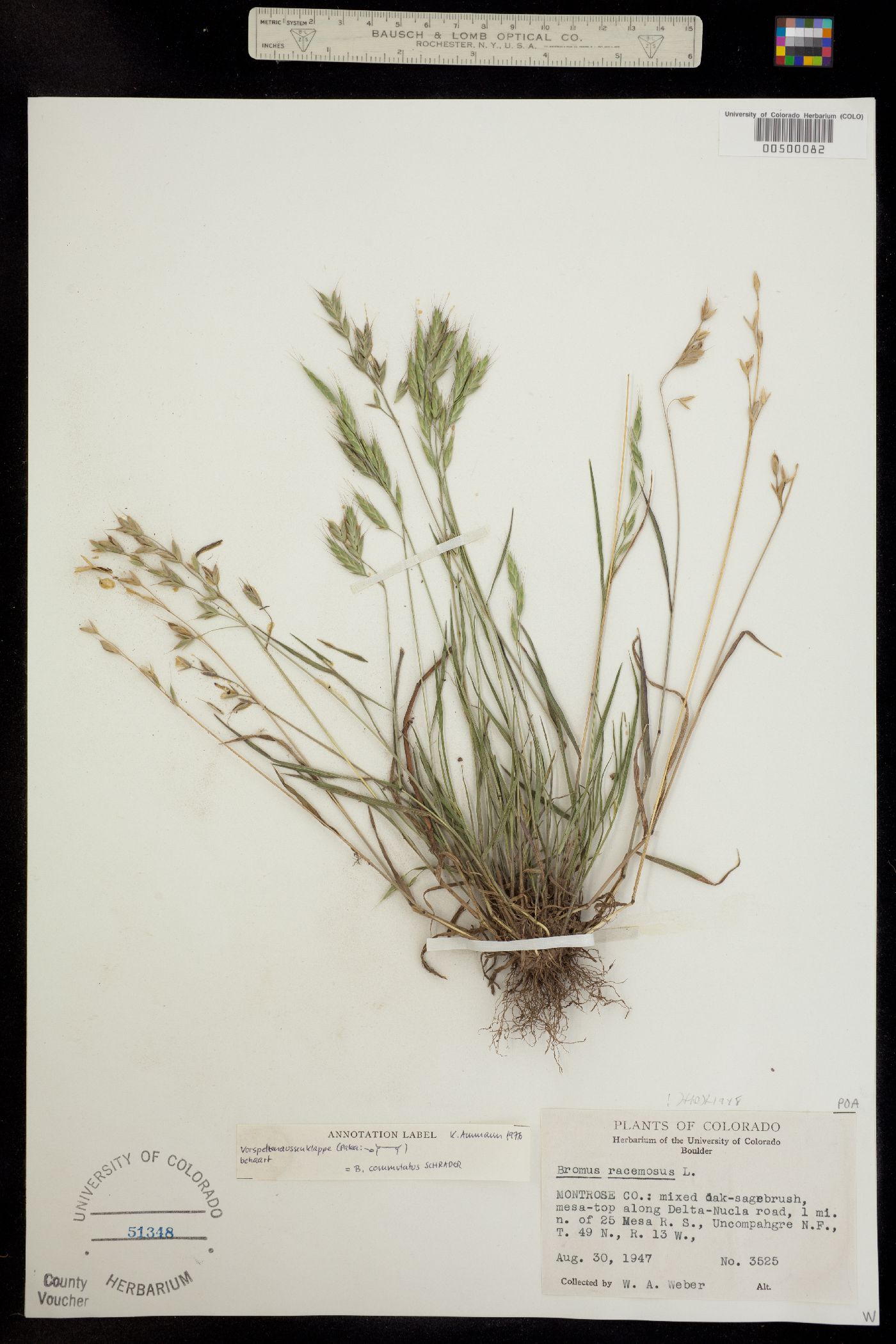 Bromus commutatus image