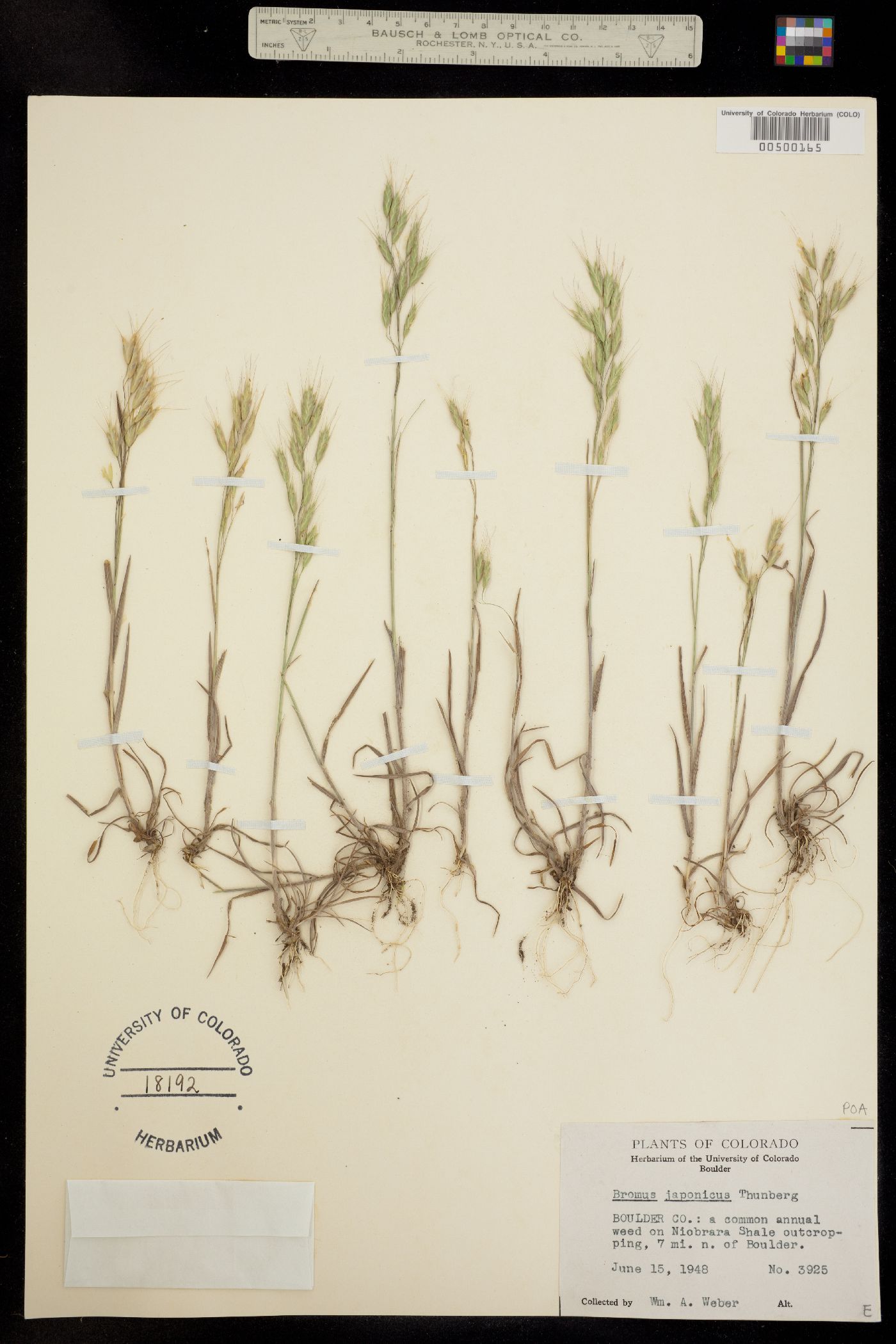 Bromus japonicus image