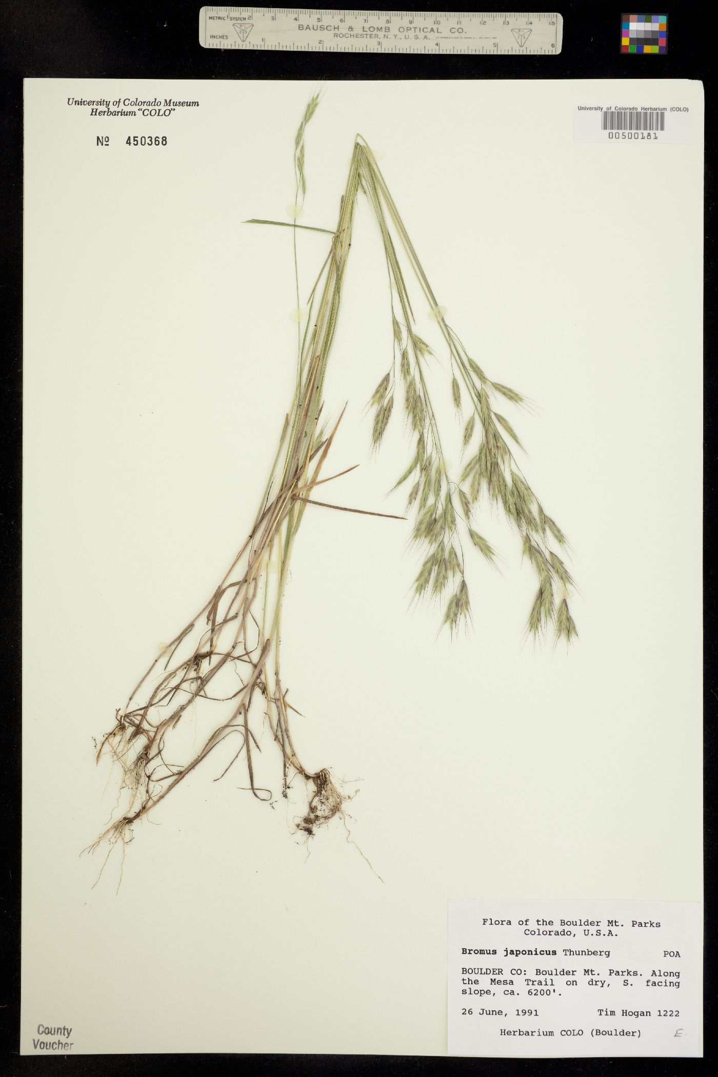 Bromus japonicus image