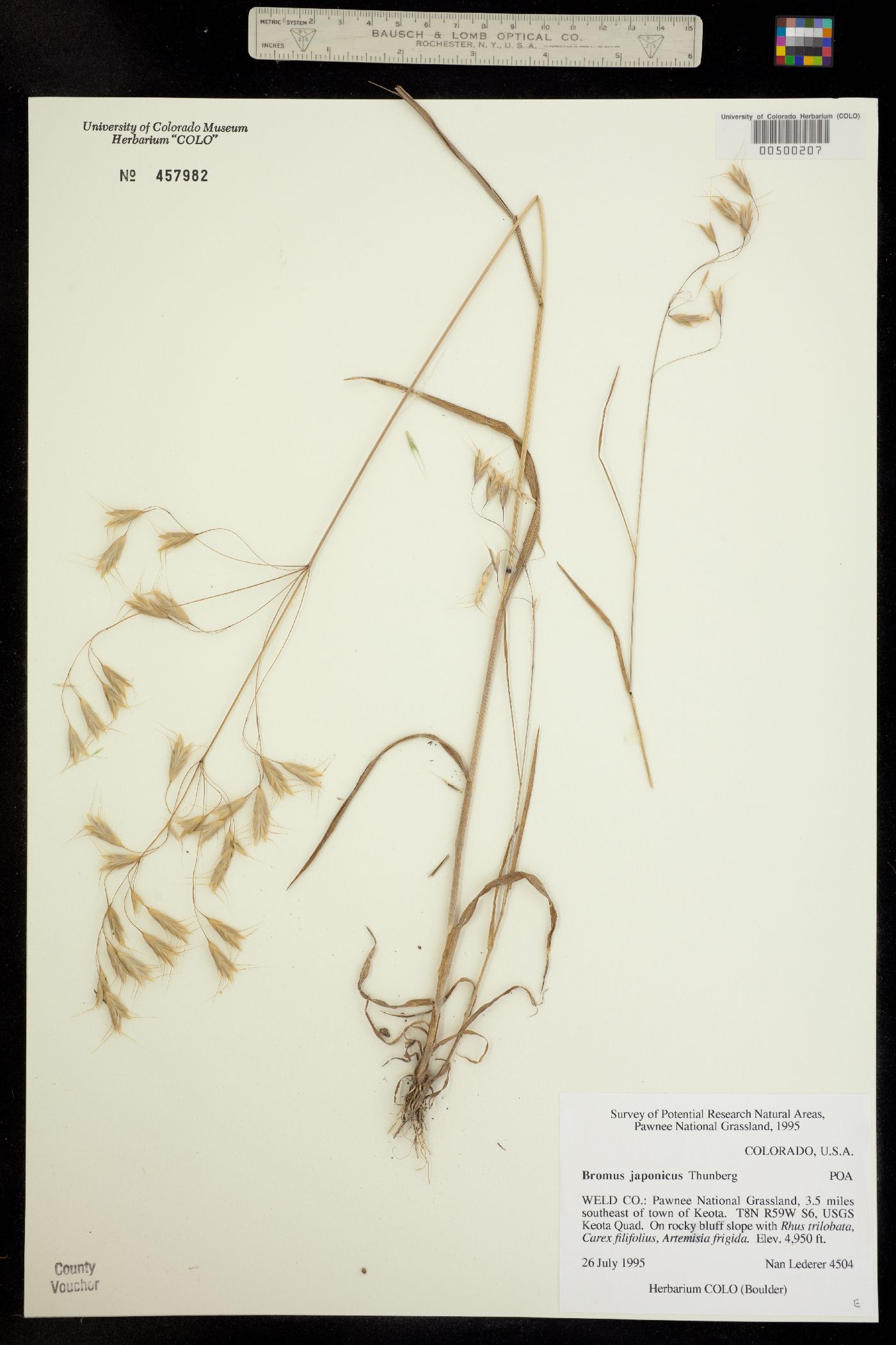 Bromus japonicus image