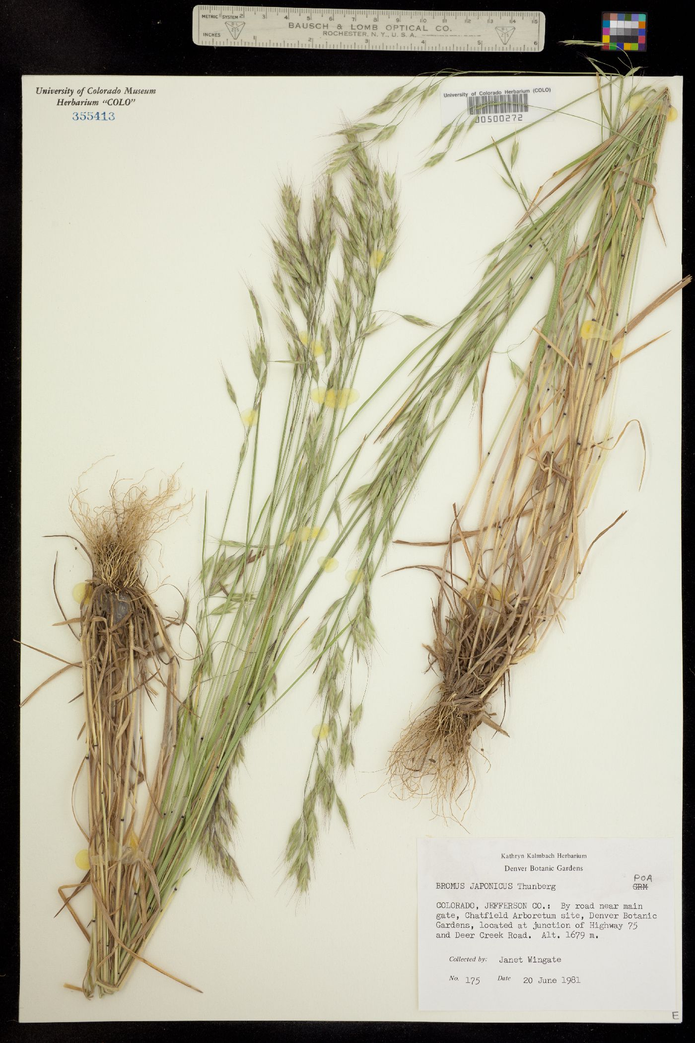 Bromus japonicus image