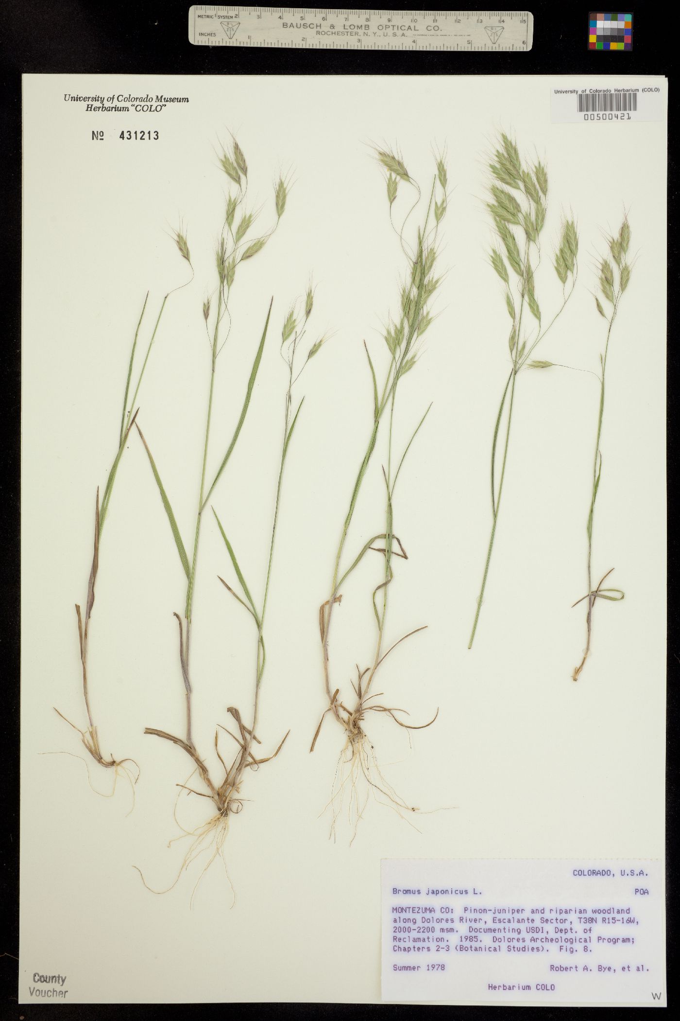 Bromus japonicus image