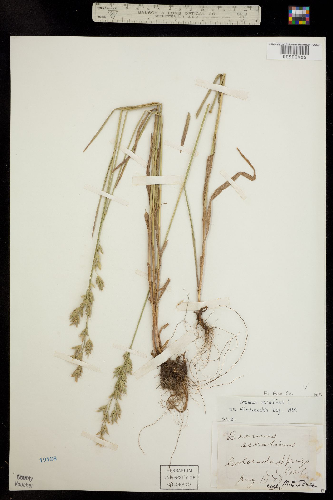 Bromus secalinus image