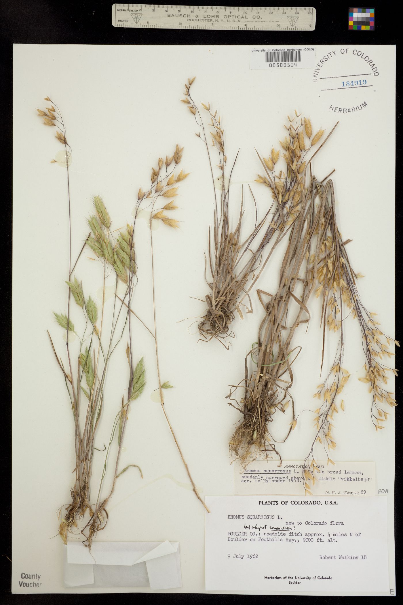 Bromus squarrosus image