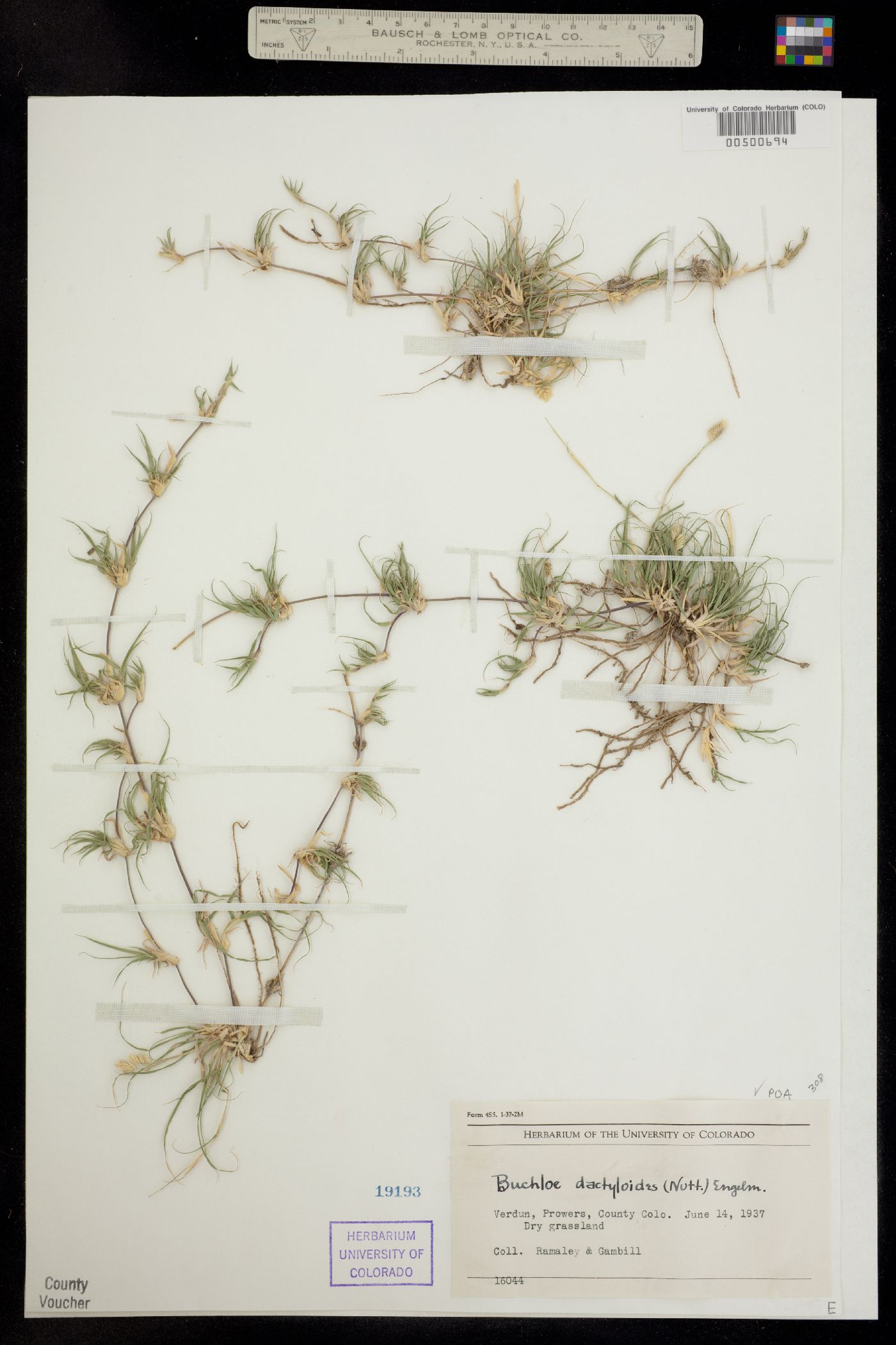 Bouteloua dactyloides image