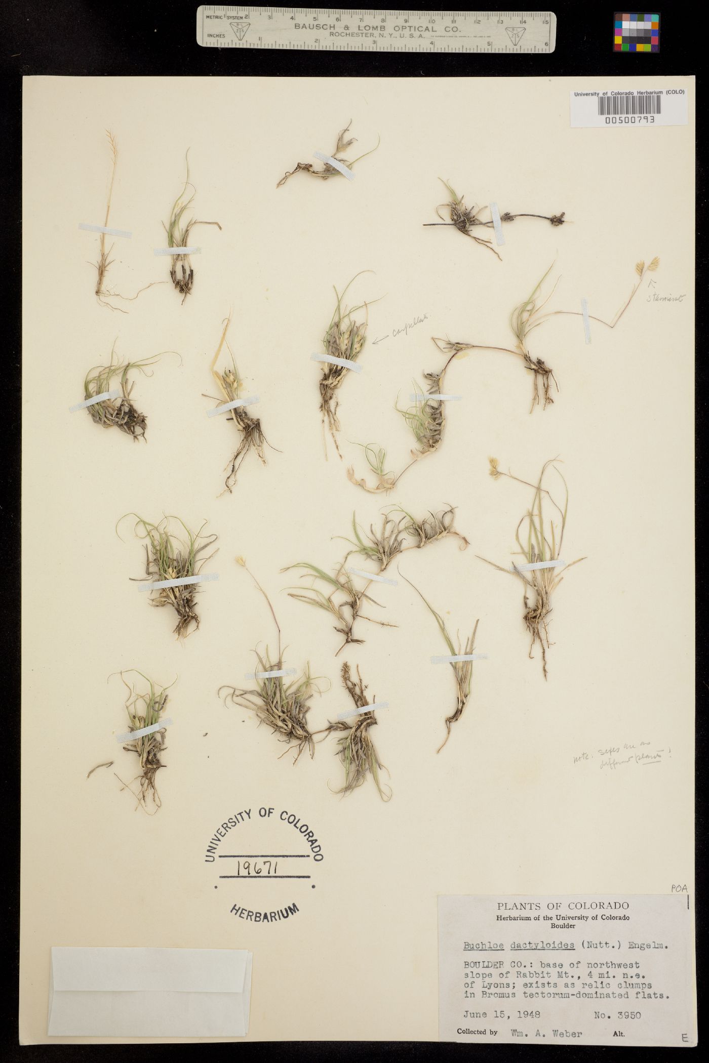 Bouteloua image