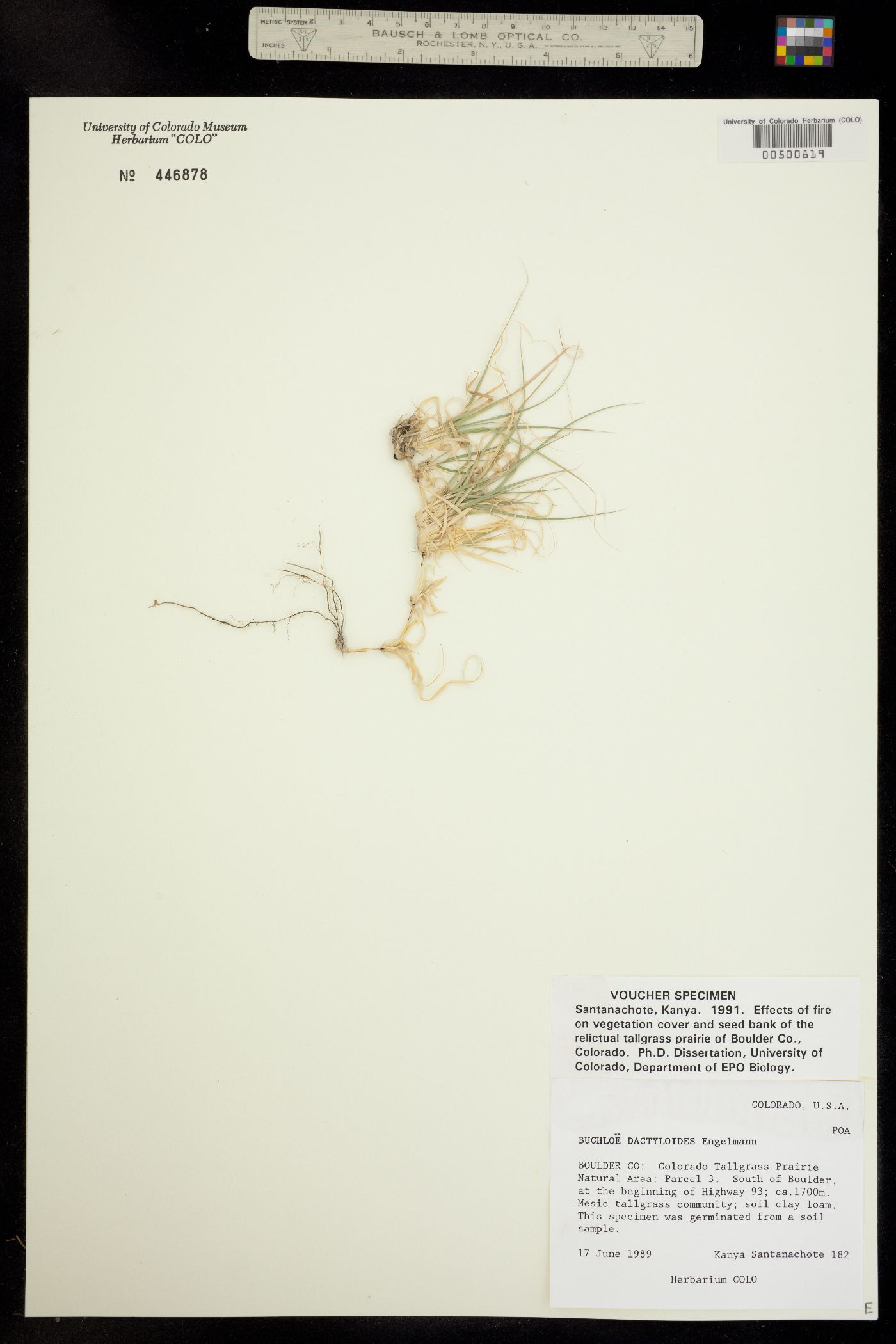 Bouteloua dactyloides image