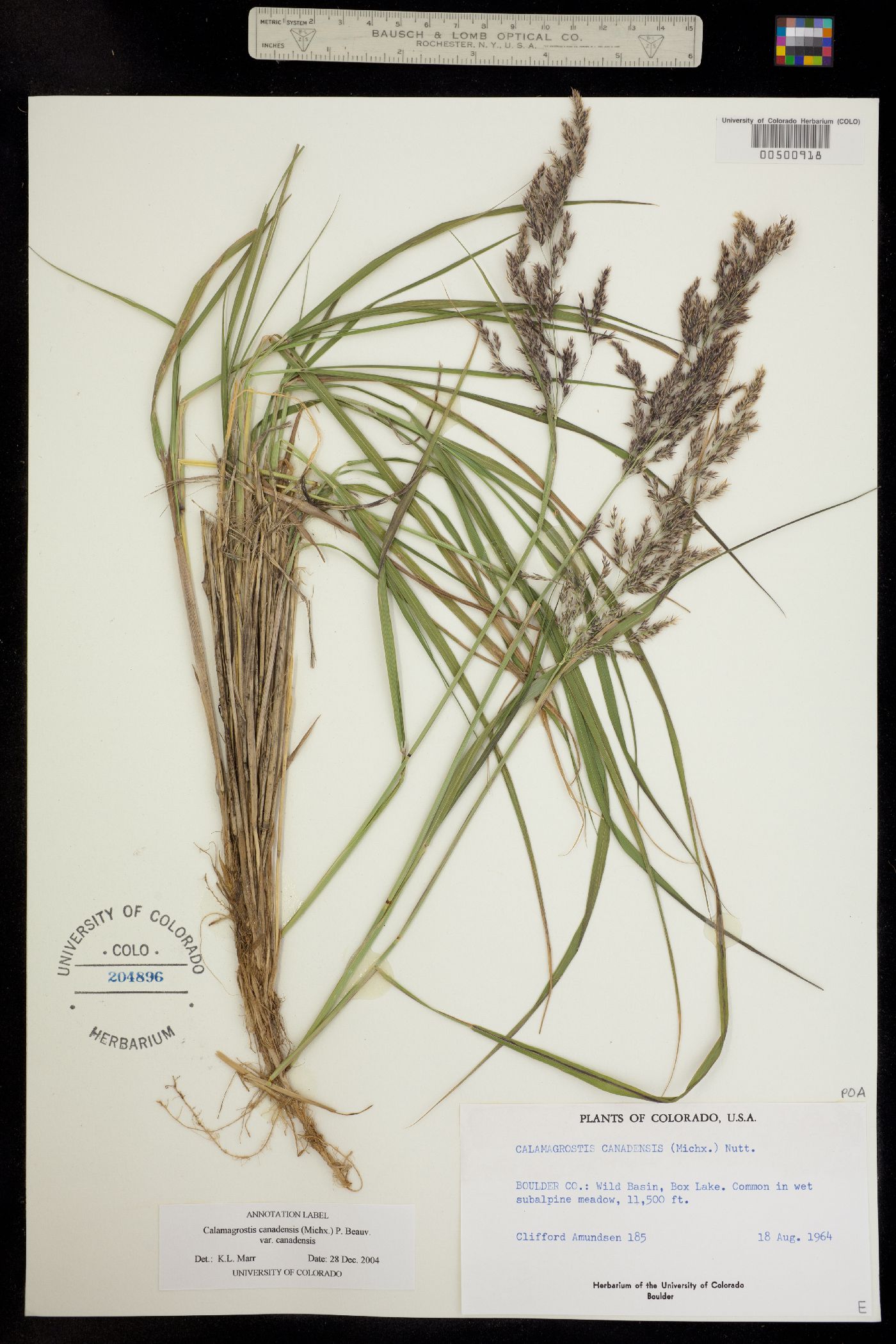 Calamagrostis image