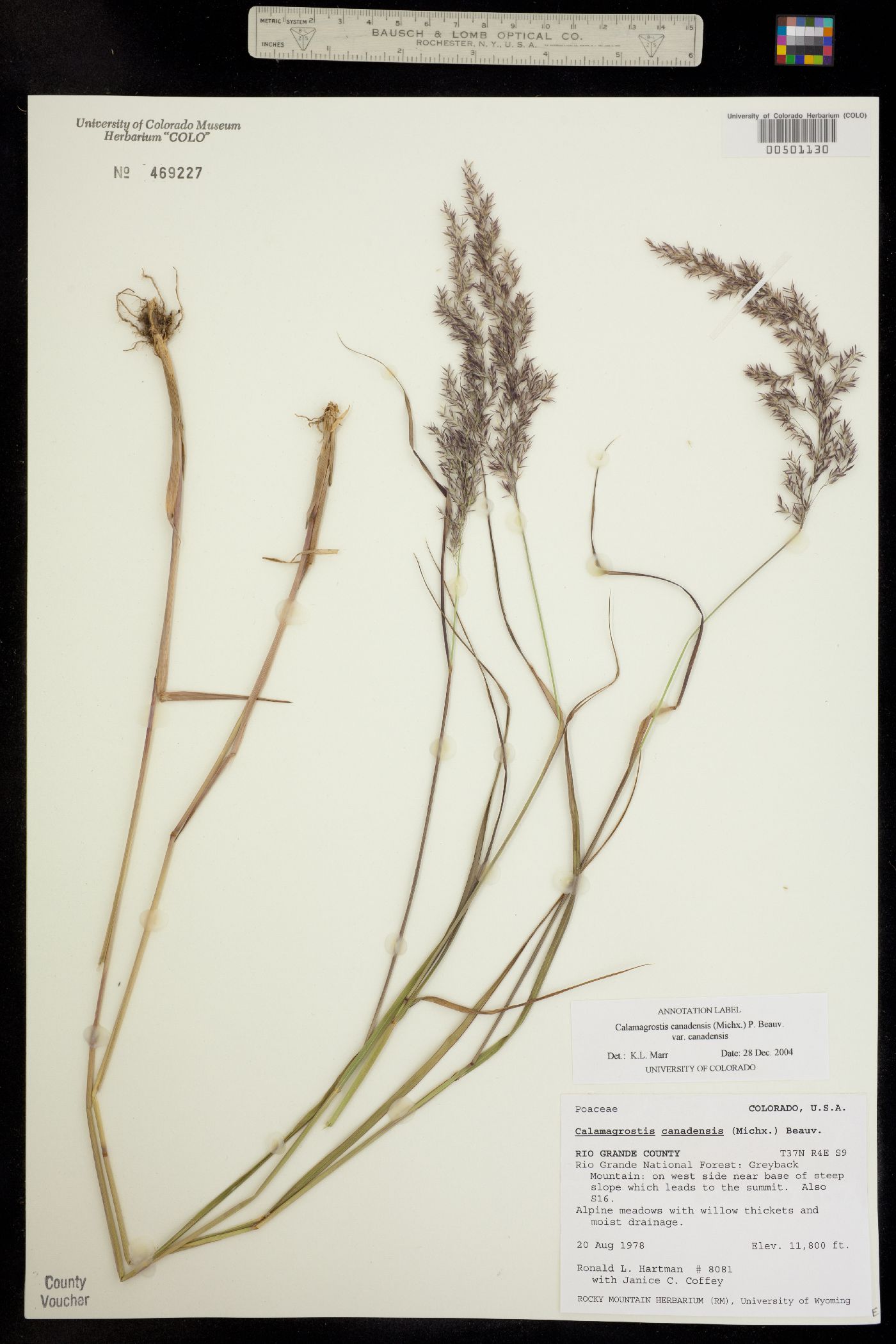Calamagrostis image