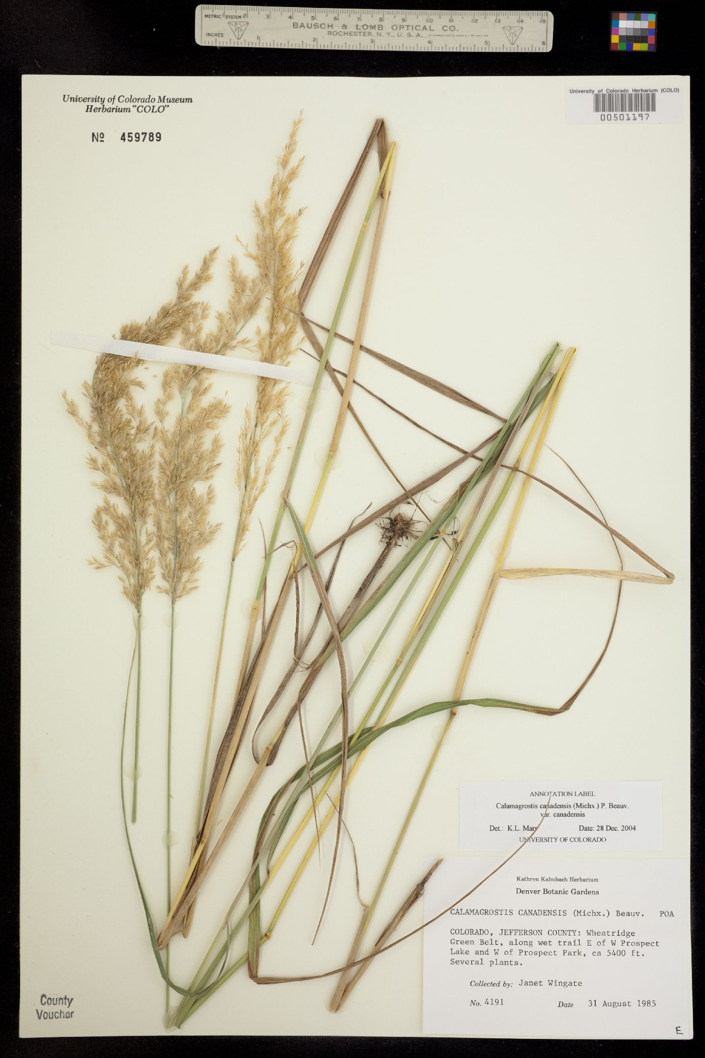 Calamagrostis canadensis image