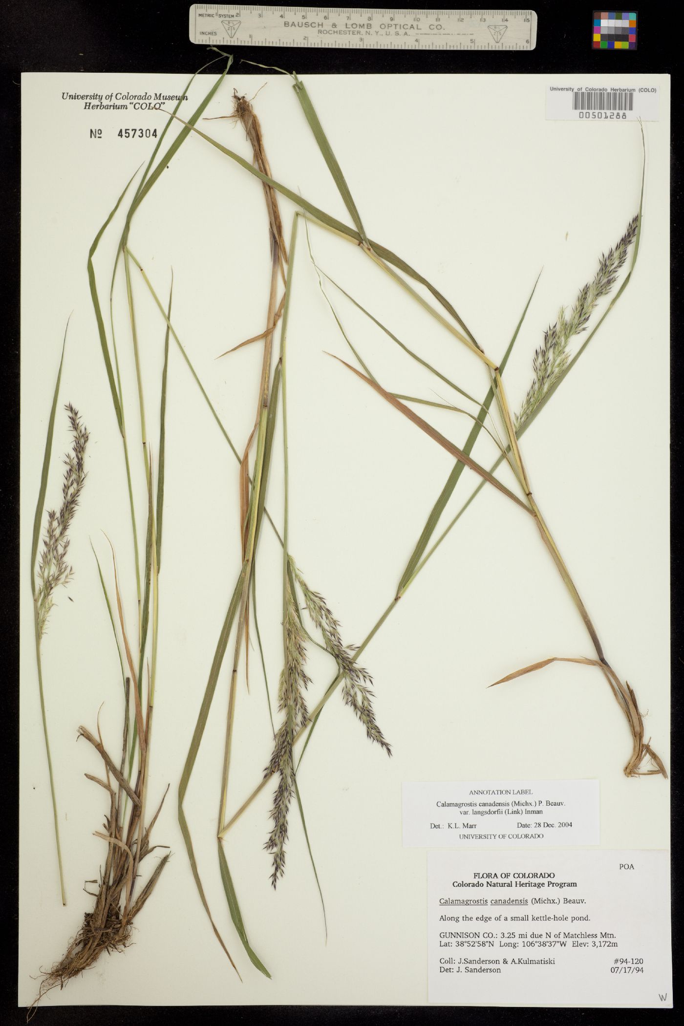 Calamagrostis canadensis image