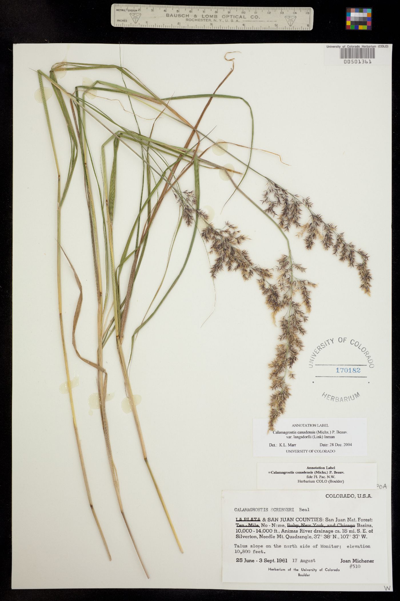 Calamagrostis image