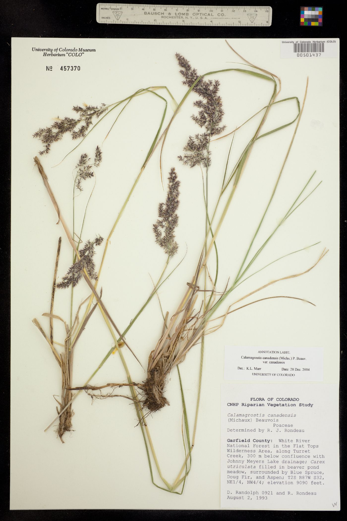 Calamagrostis canadensis image