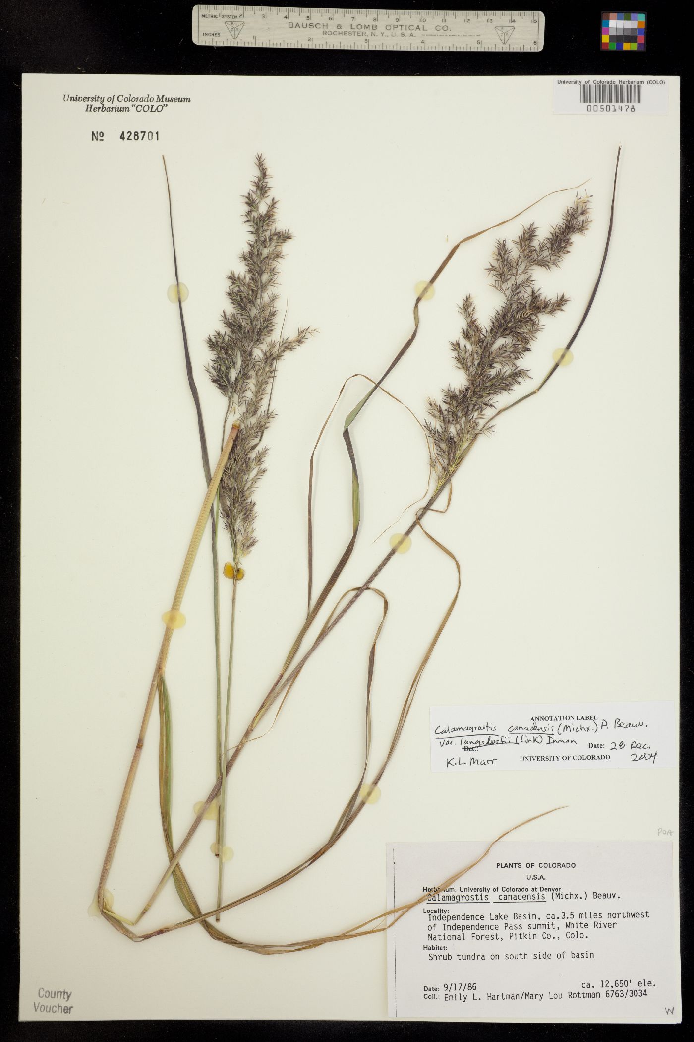 Calamagrostis canadensis image