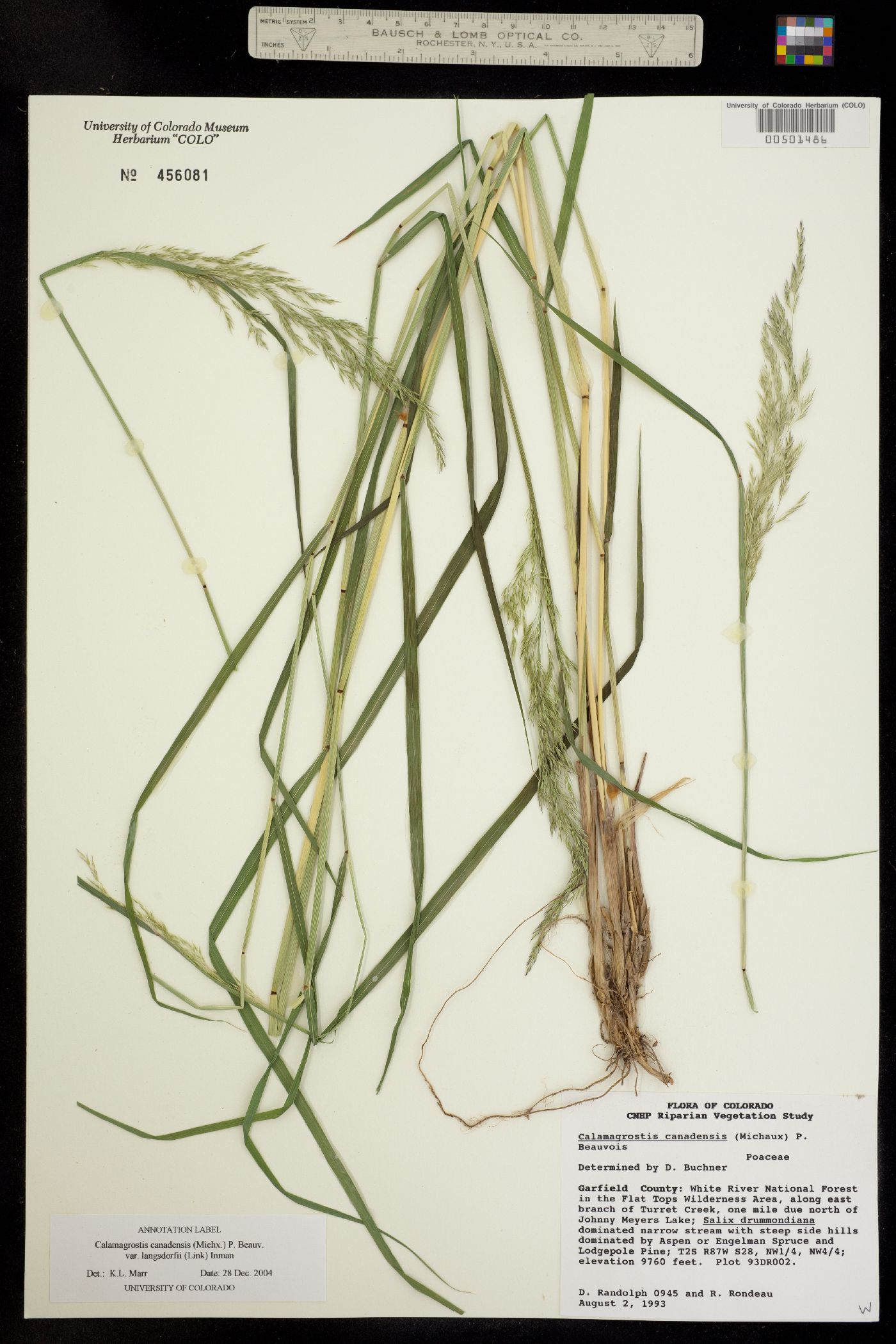 Calamagrostis canadensis image