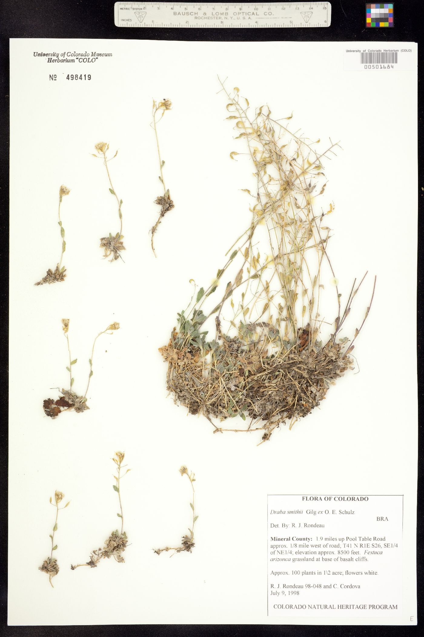 Draba smithii image