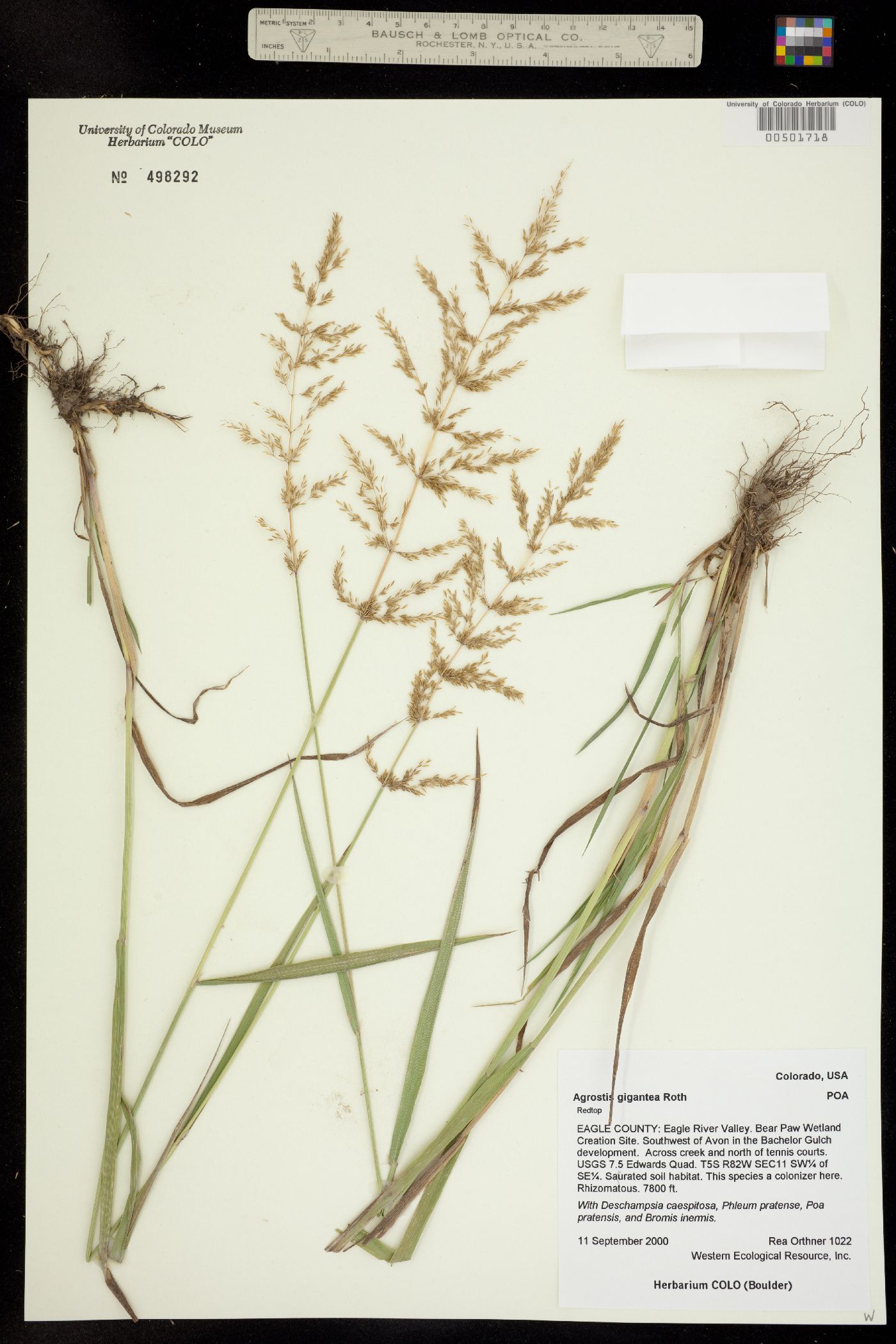 Agrostis gigantea image