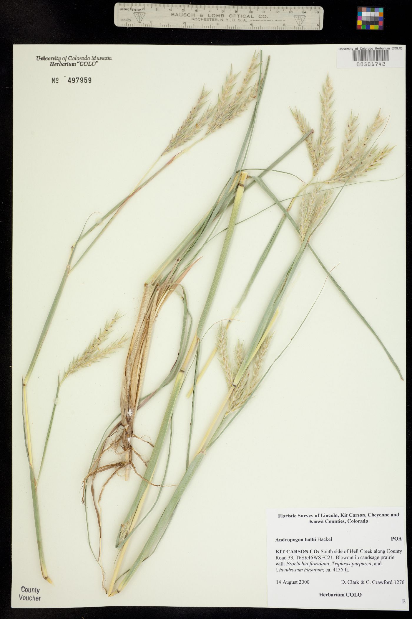 Andropogon image