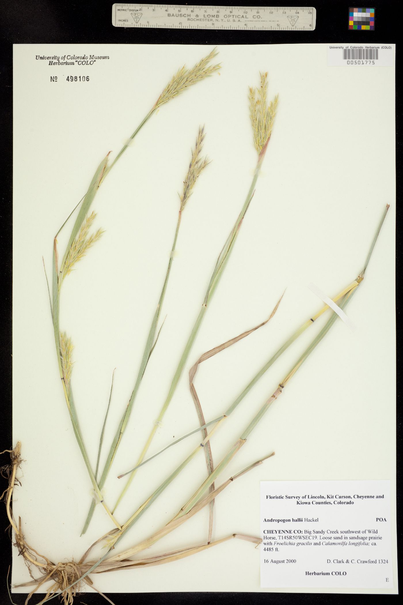 Andropogon gerardii ssp. hallii image