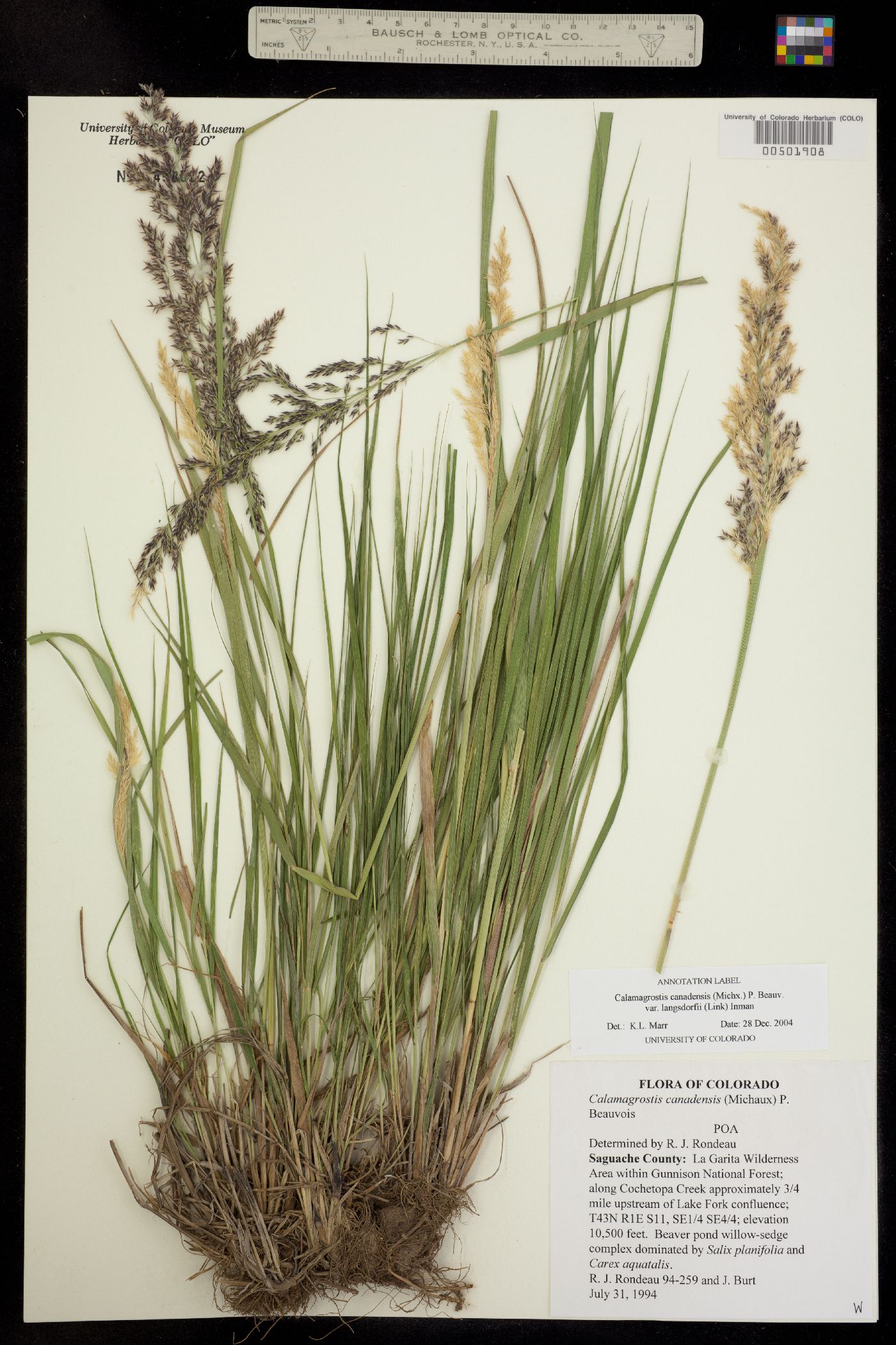 Calamagrostis image