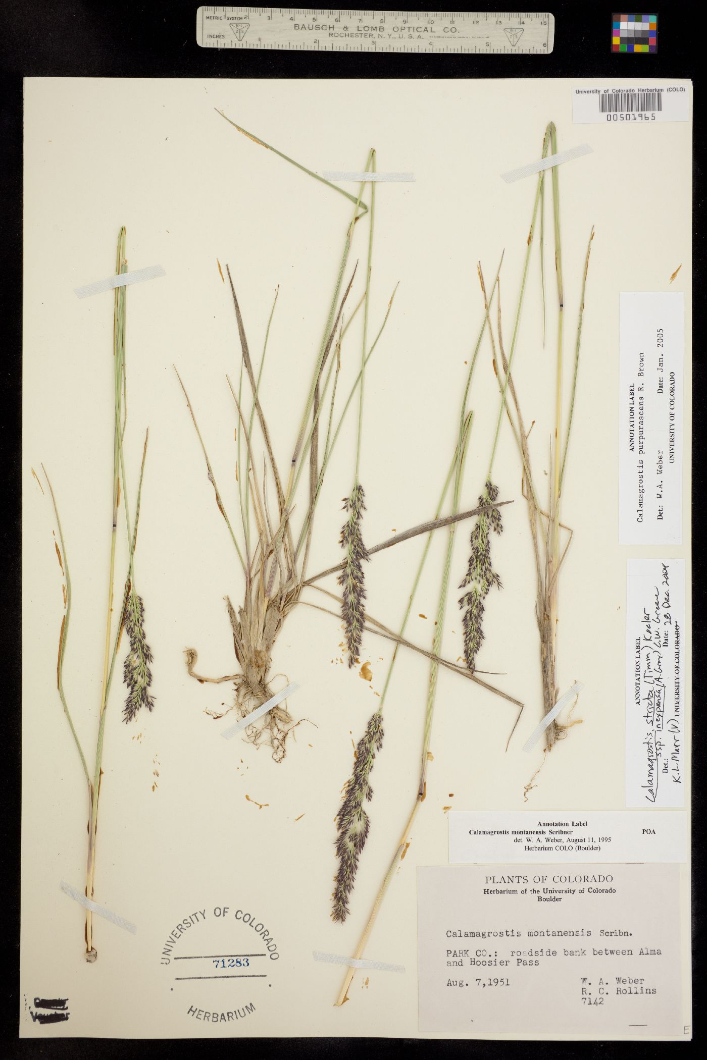 Calamagrostis purpurascens image