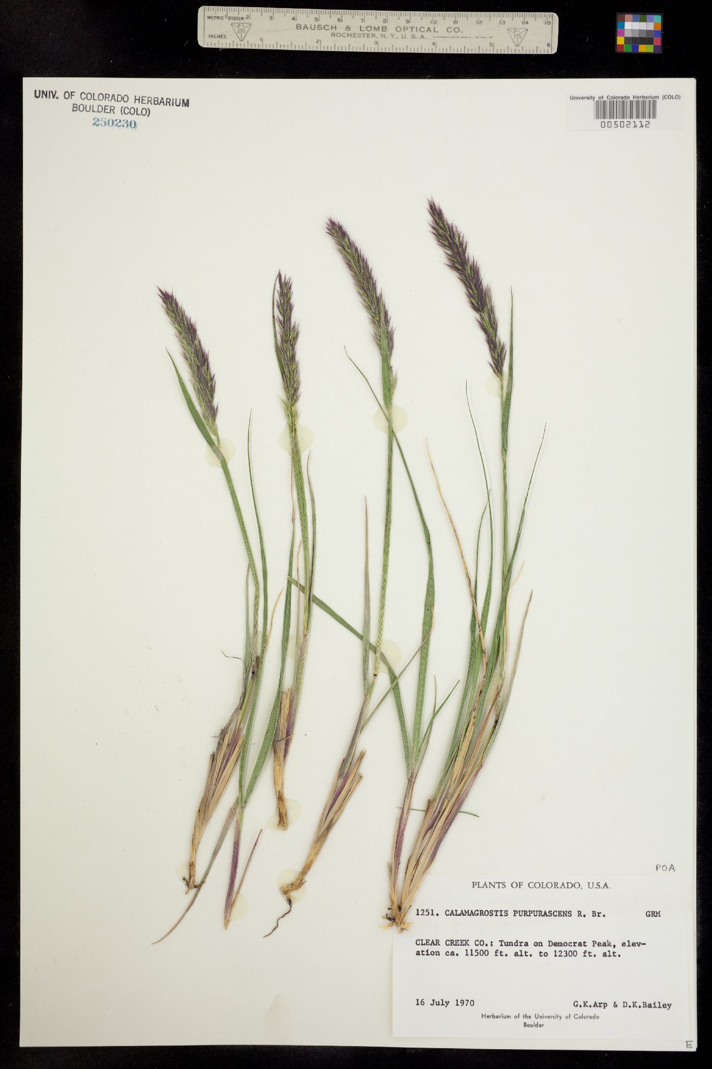 Calamagrostis purpurascens image