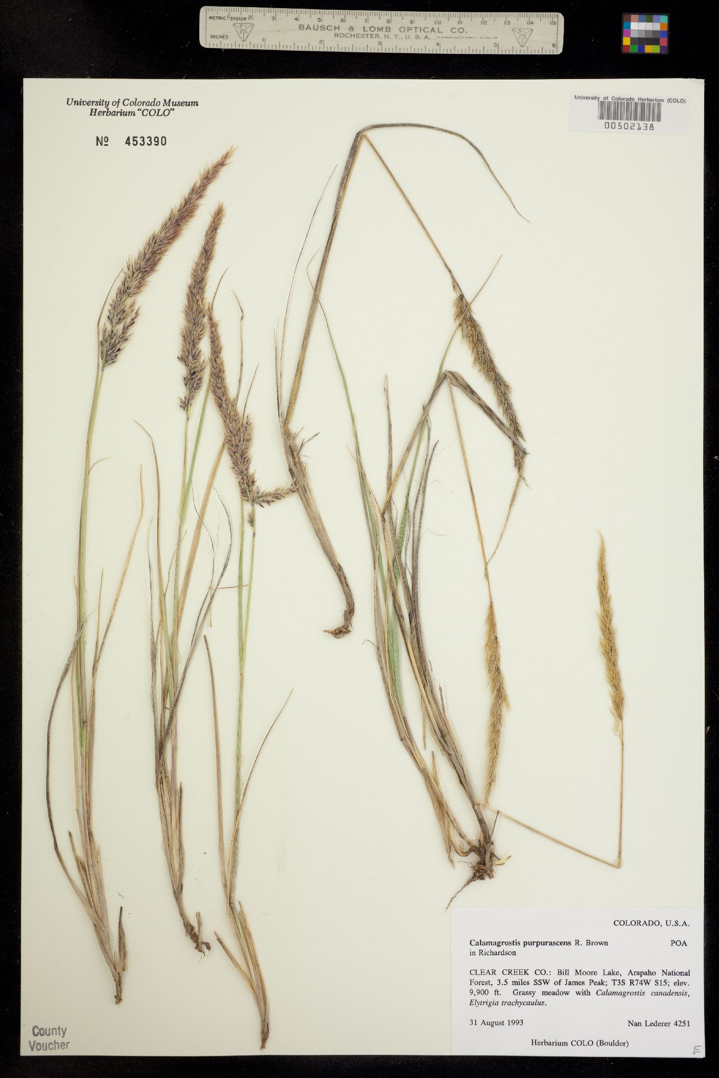 Calamagrostis purpurascens image