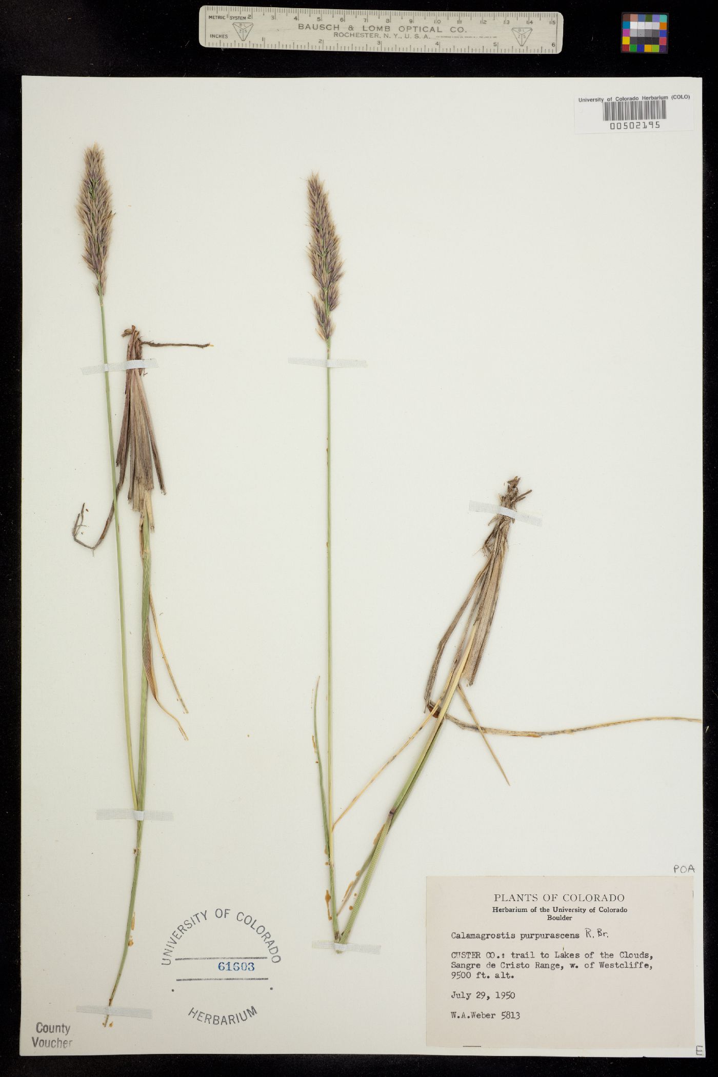 Calamagrostis purpurascens image