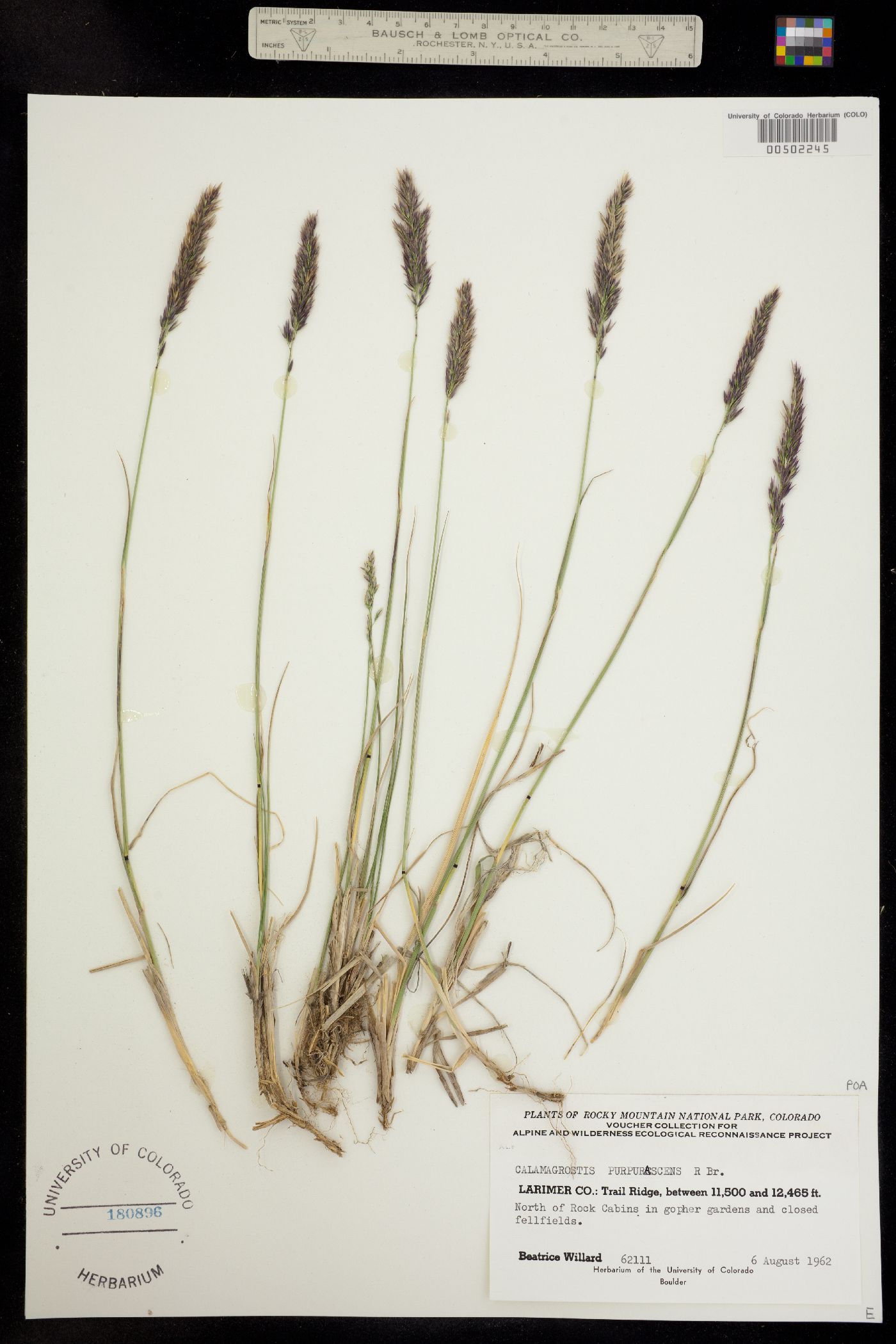 Calamagrostis purpurascens image
