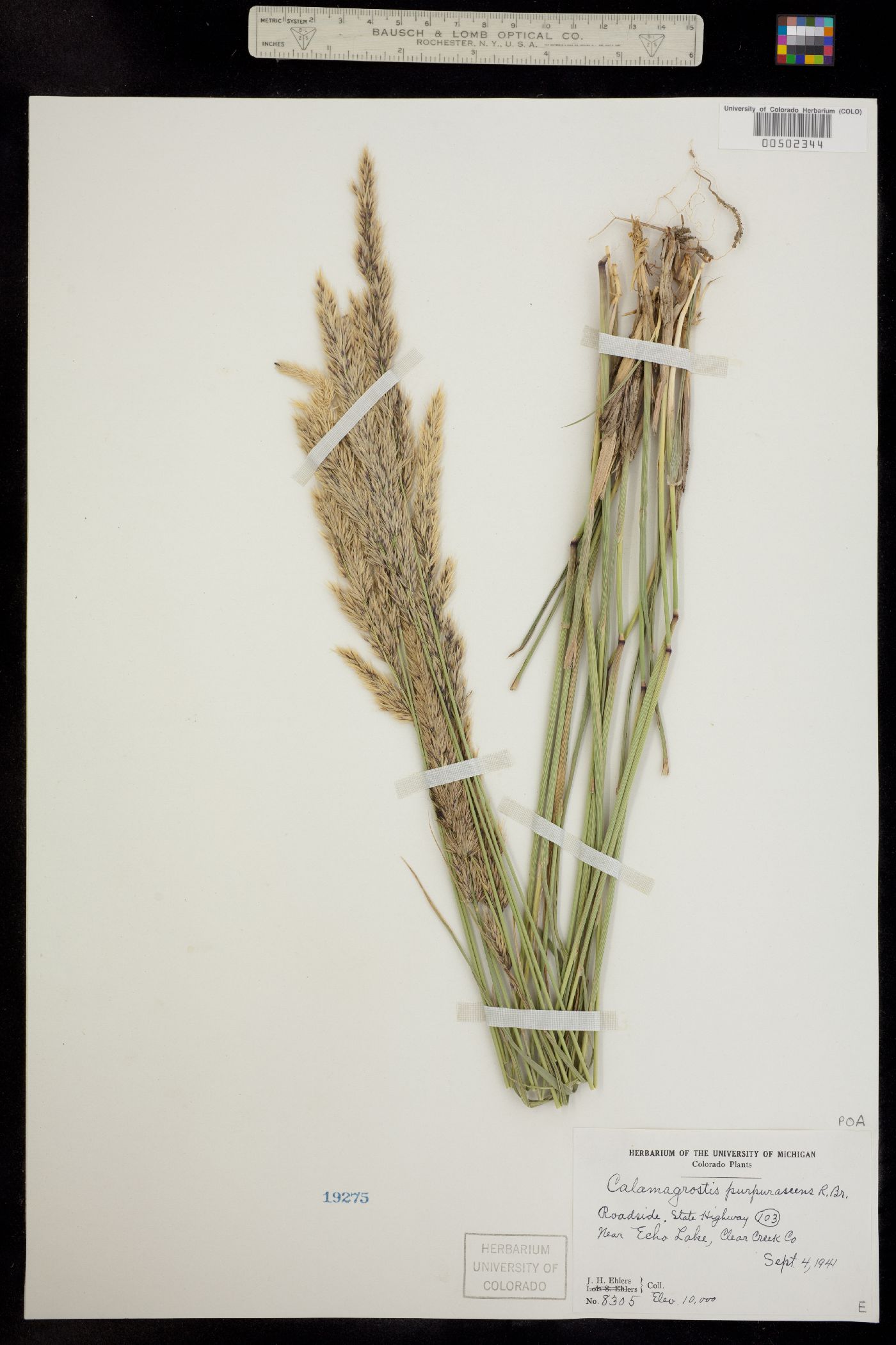 Calamagrostis image