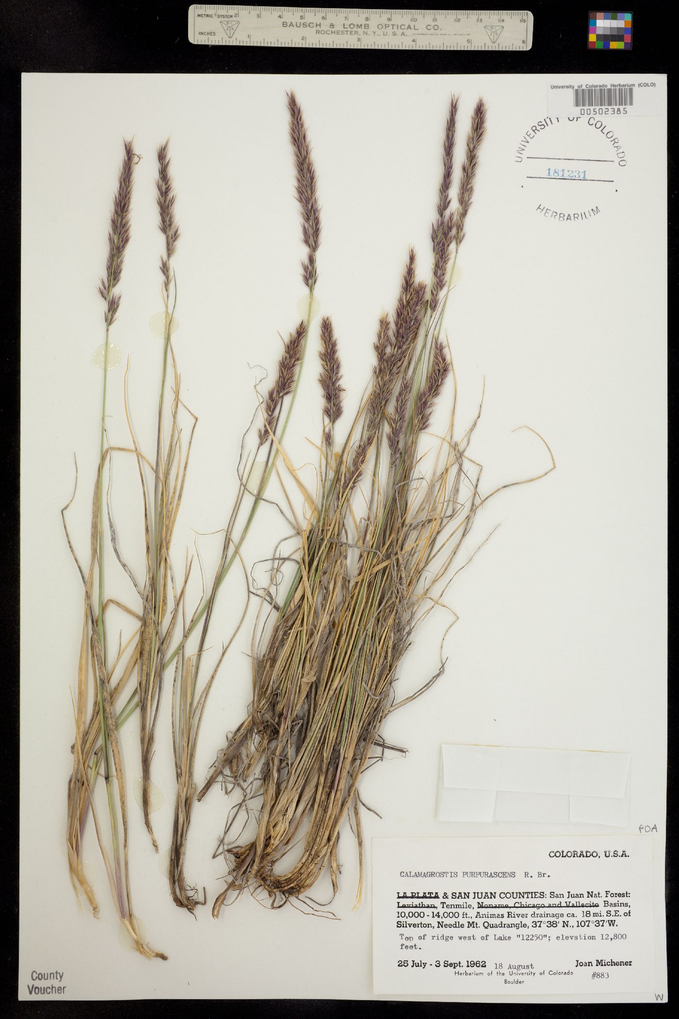 Calamagrostis purpurascens image