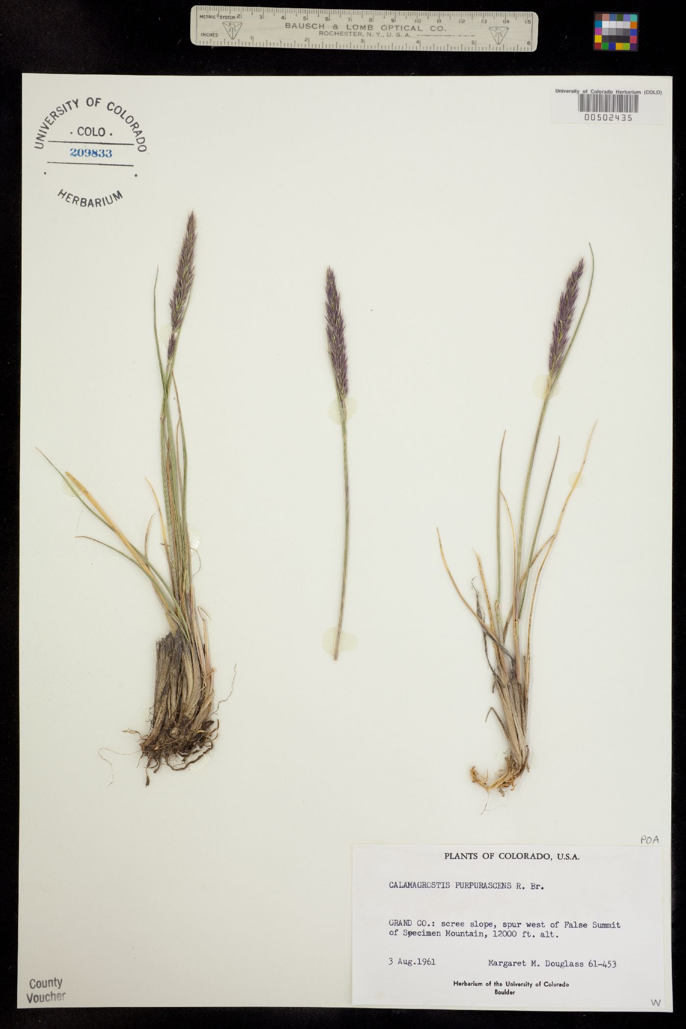 Calamagrostis image