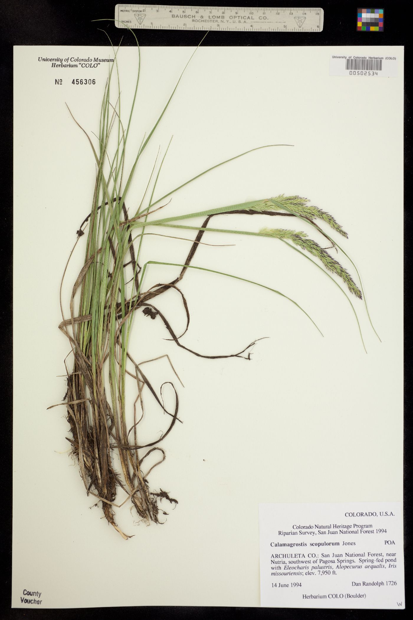 Calamagrostis scopulorum image