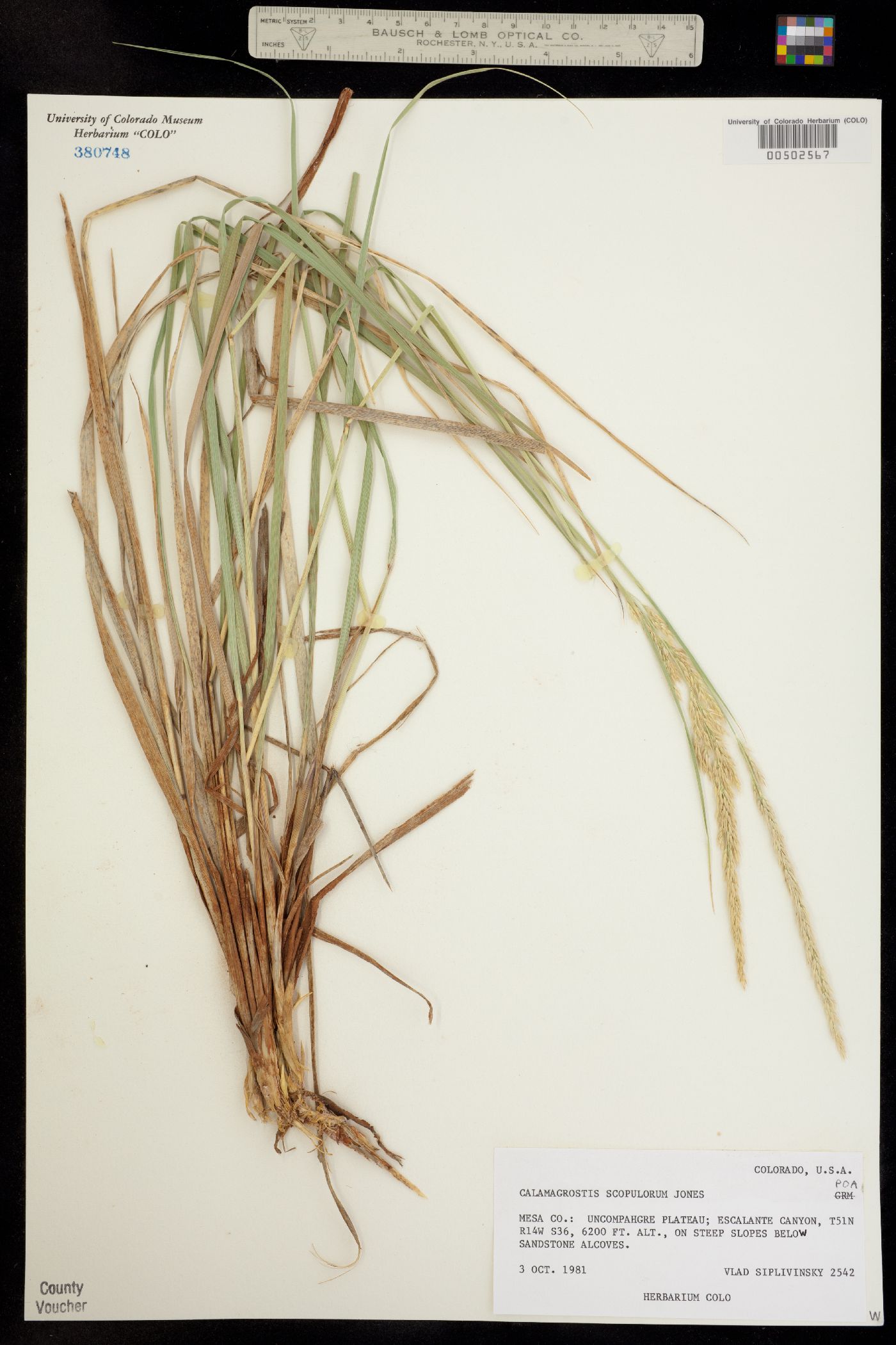 Calamagrostis scopulorum image