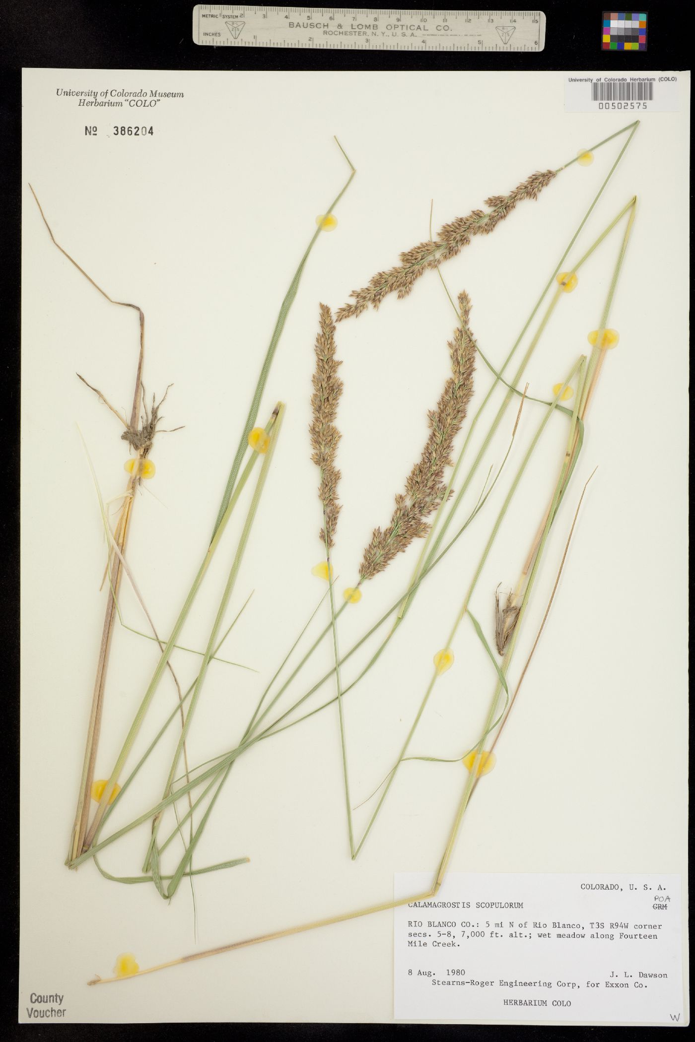 Calamagrostis scopulorum image
