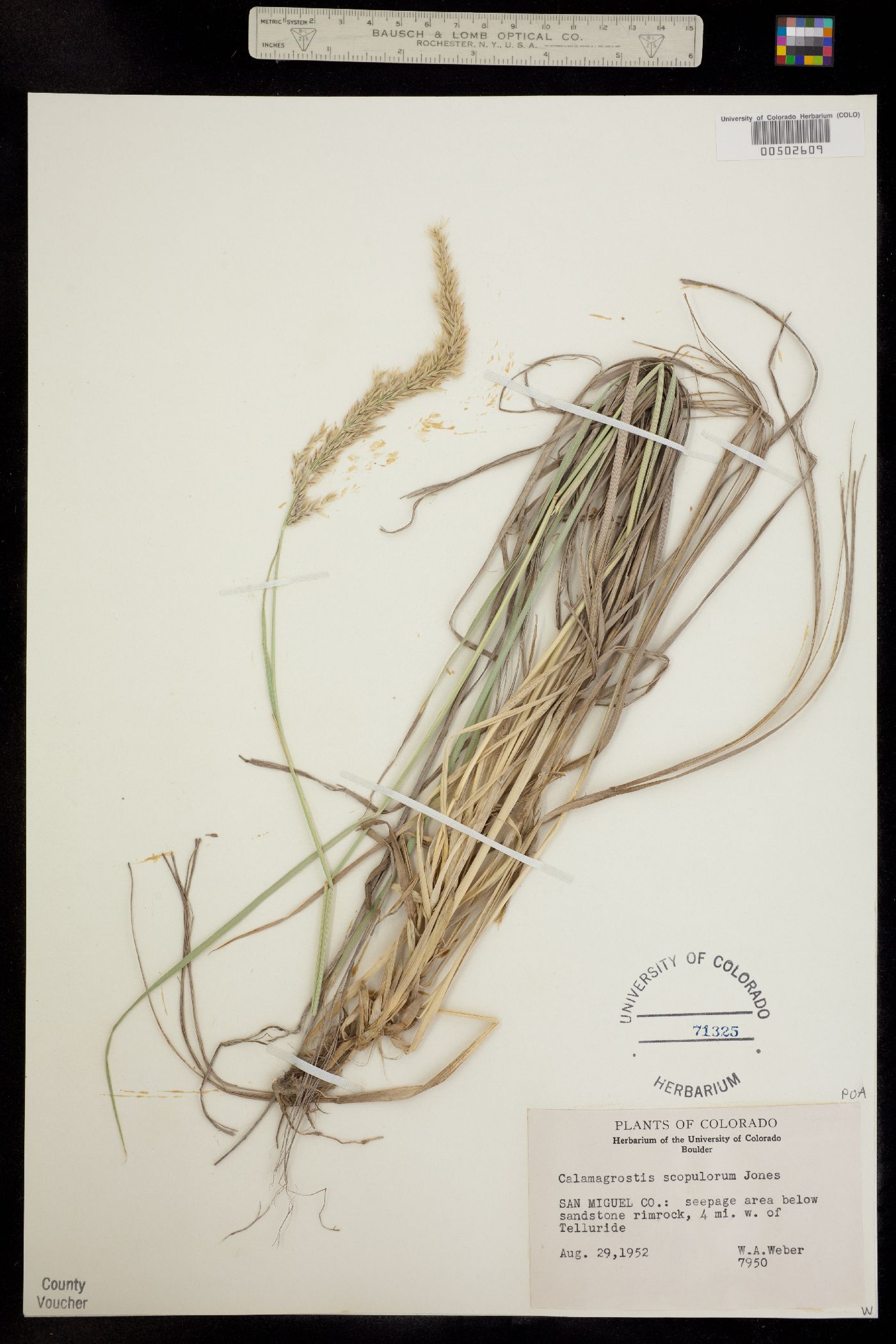 Calamagrostis scopulorum image