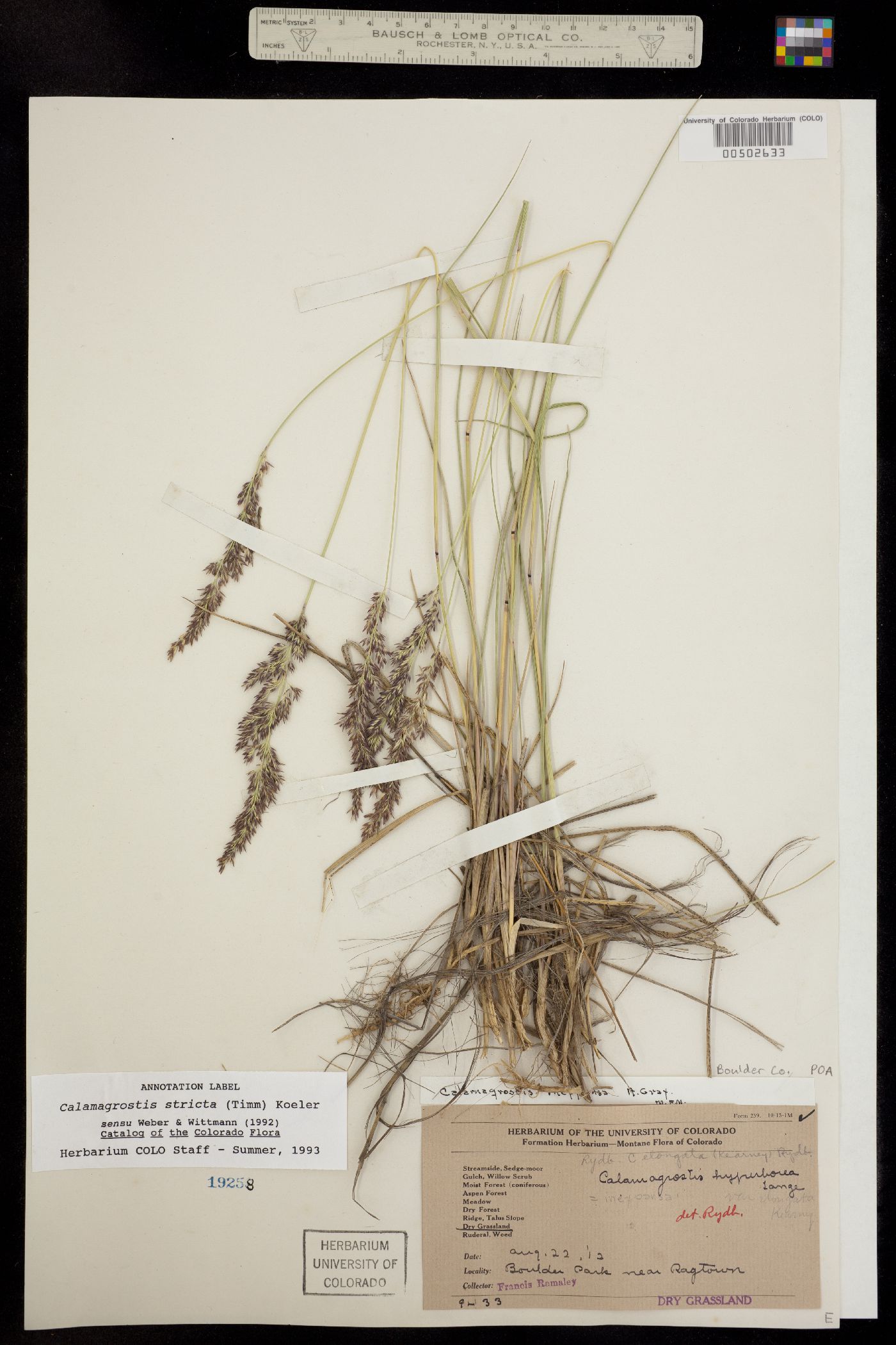 Calamagrostis stricta image