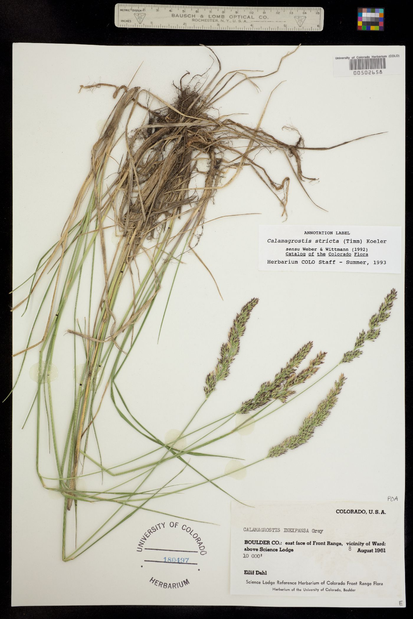 Calamagrostis stricta image