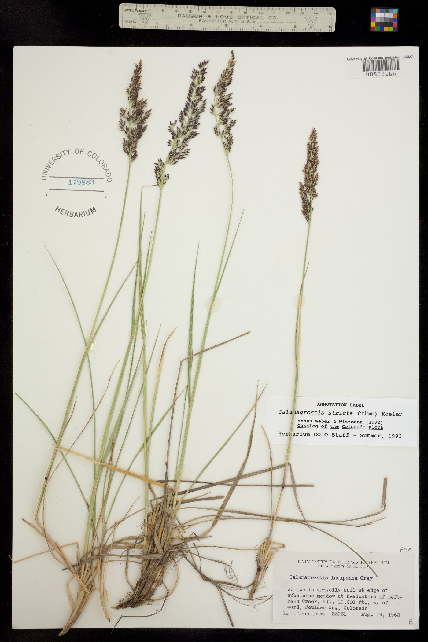 Calamagrostis image