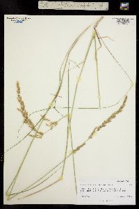 Calamagrostis stricta image