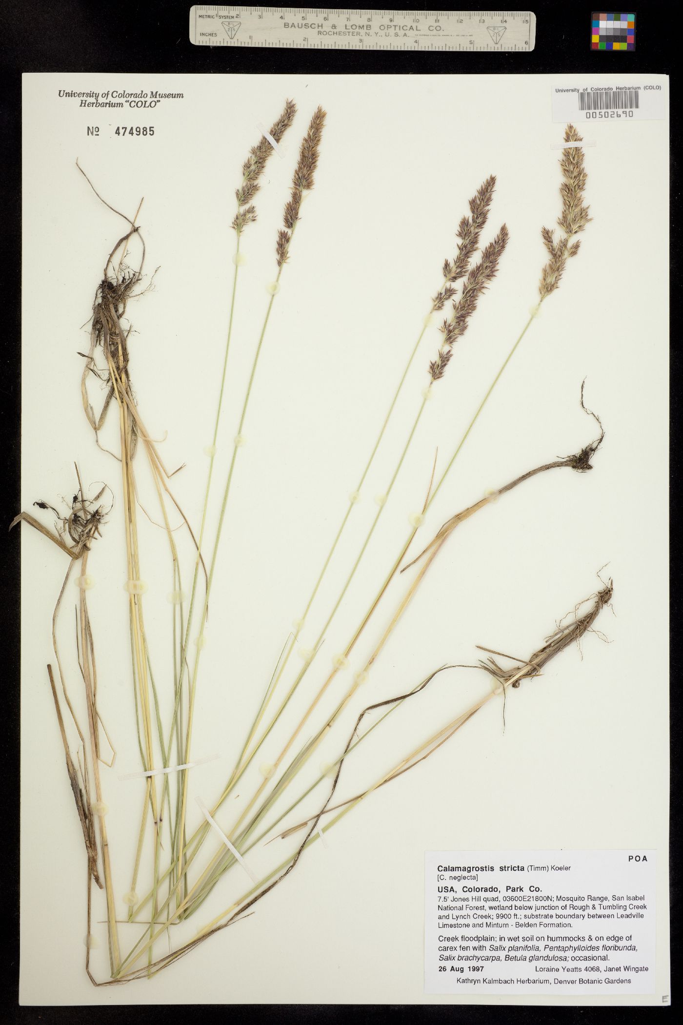 Calamagrostis stricta image