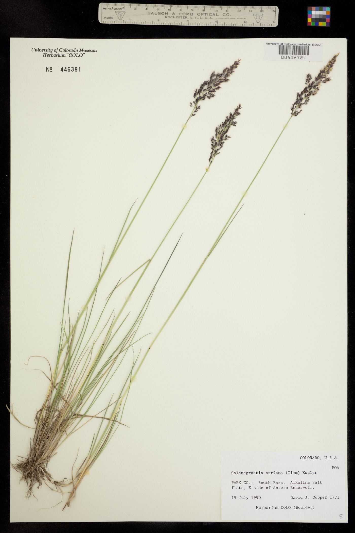 Calamagrostis stricta image