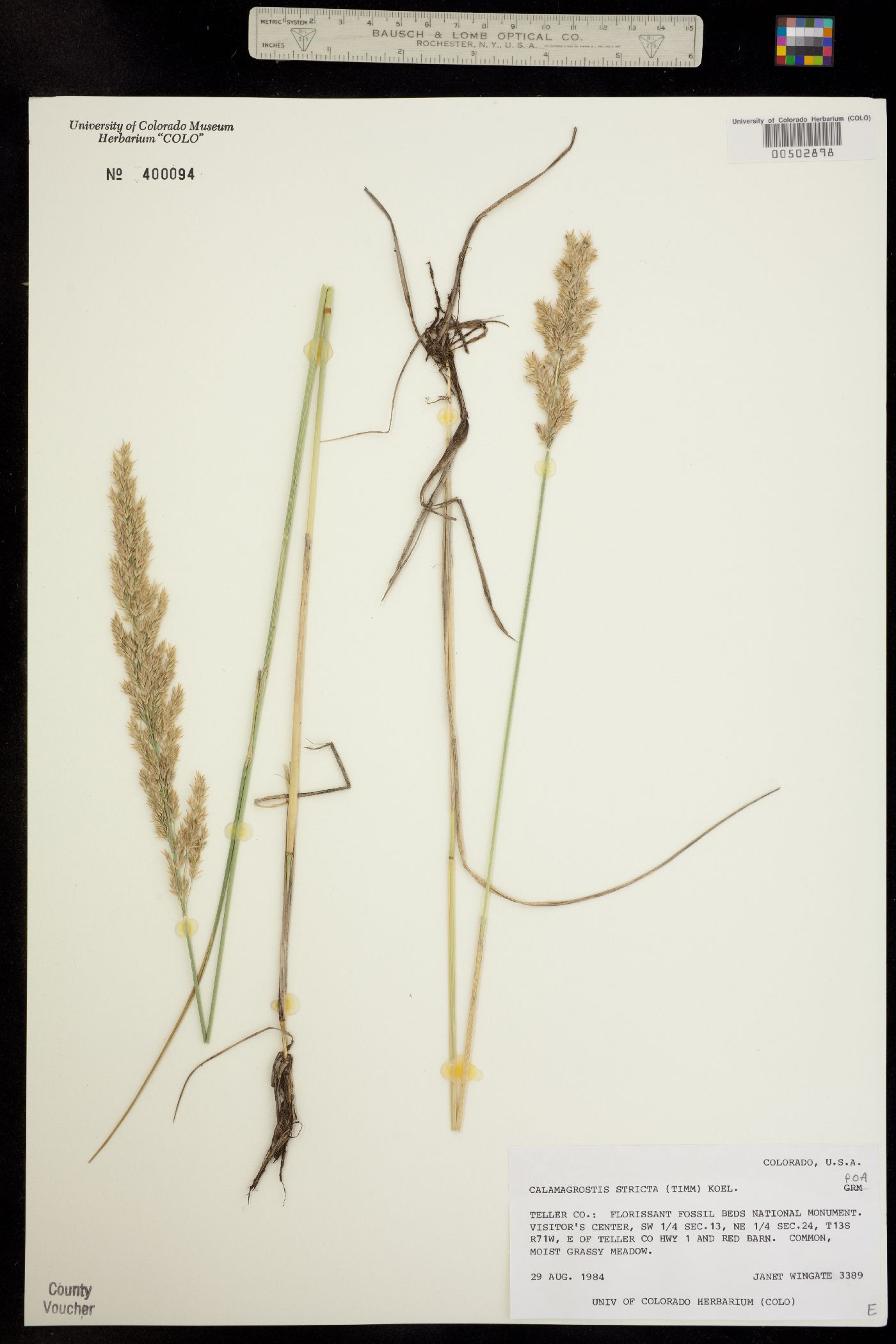 Calamagrostis stricta image