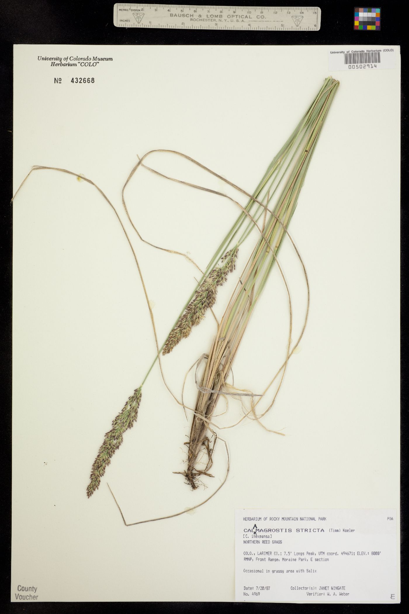 Calamagrostis stricta image