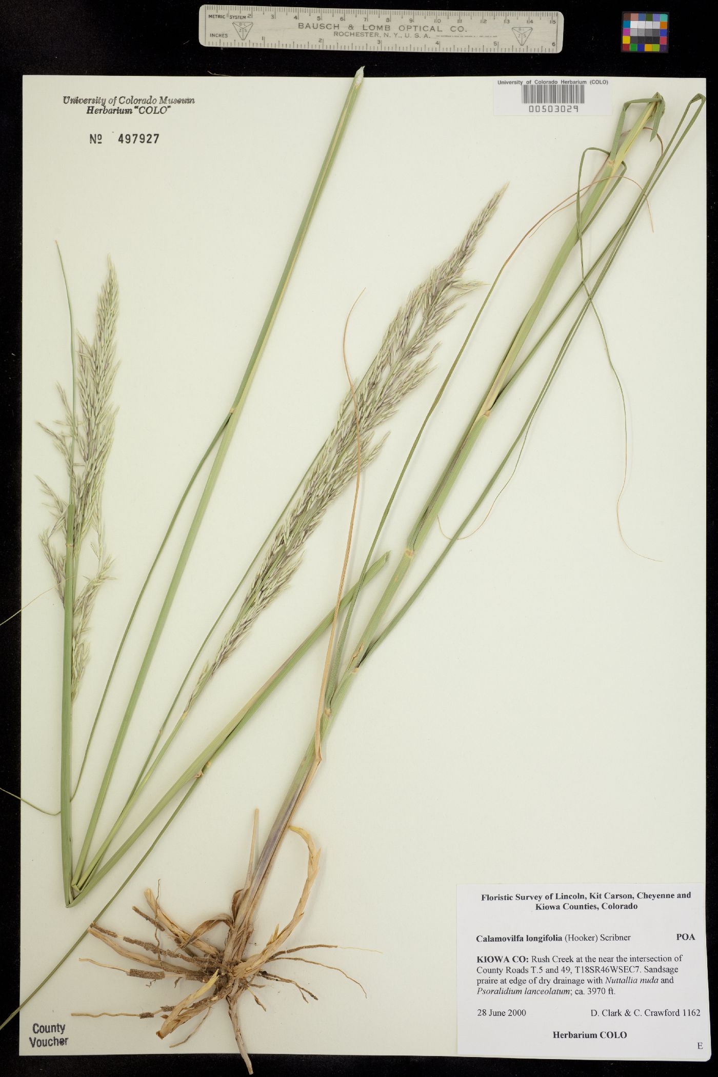 Calamovilfa longifolia image