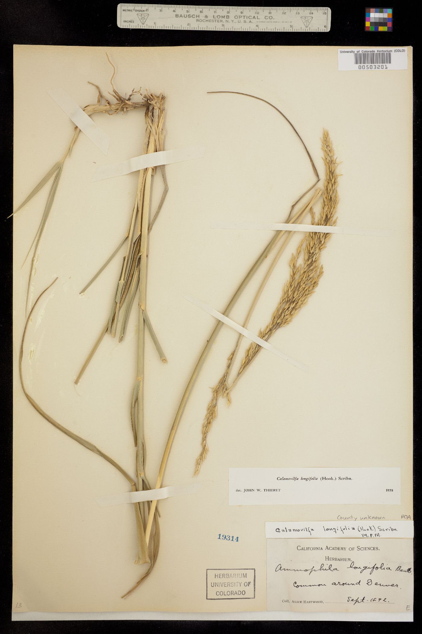 Calamovilfa longifolia image