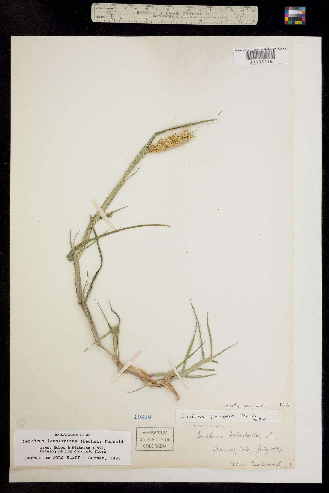 Cenchrus longispinus image