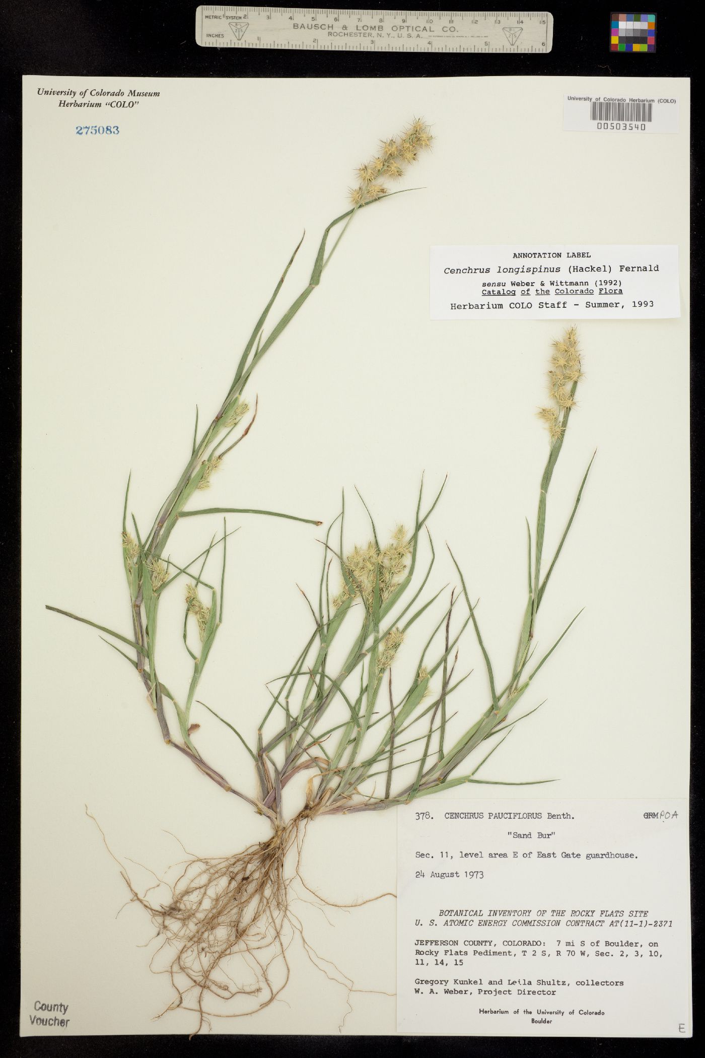Cenchrus longispinus image