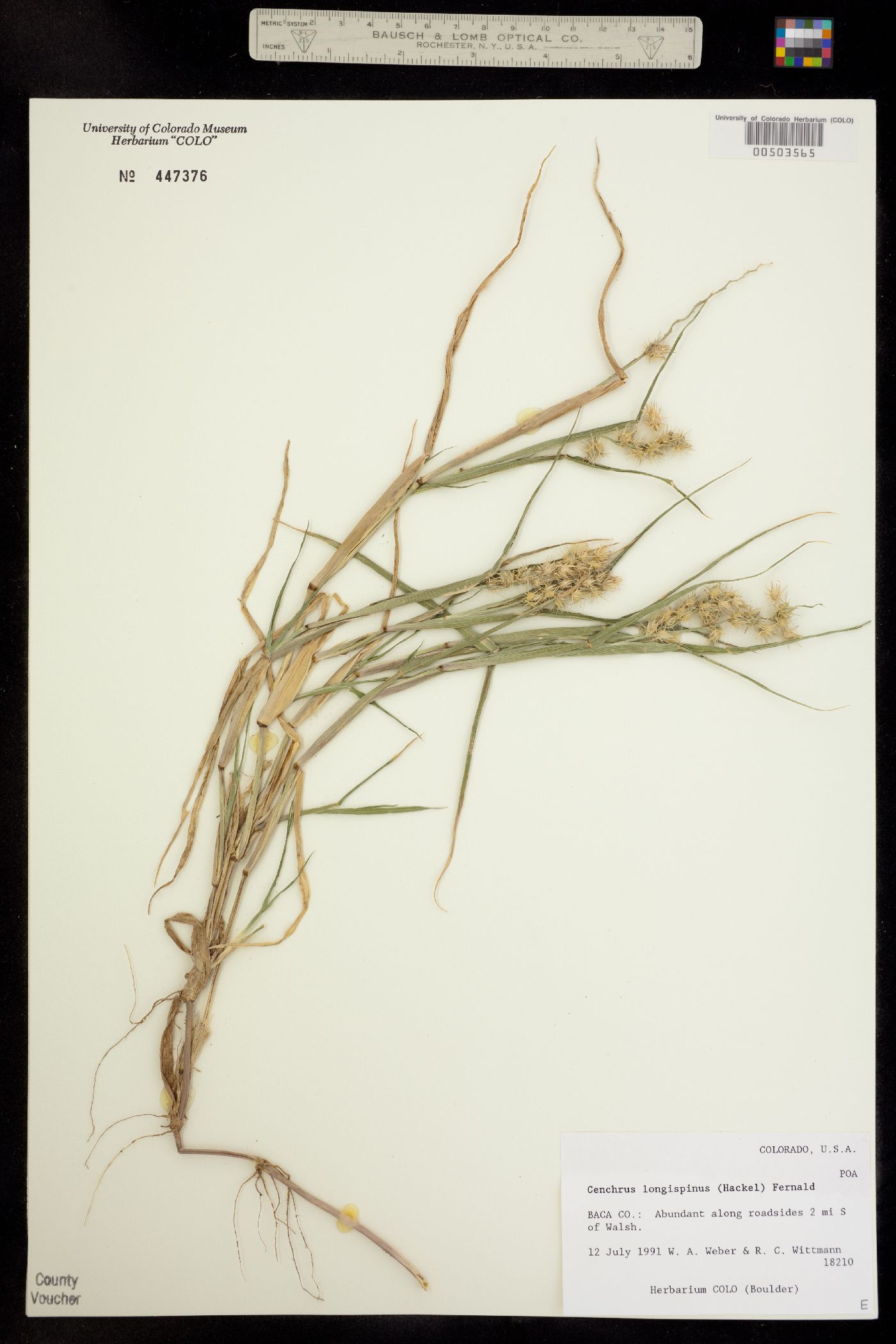 Cenchrus longispinus image