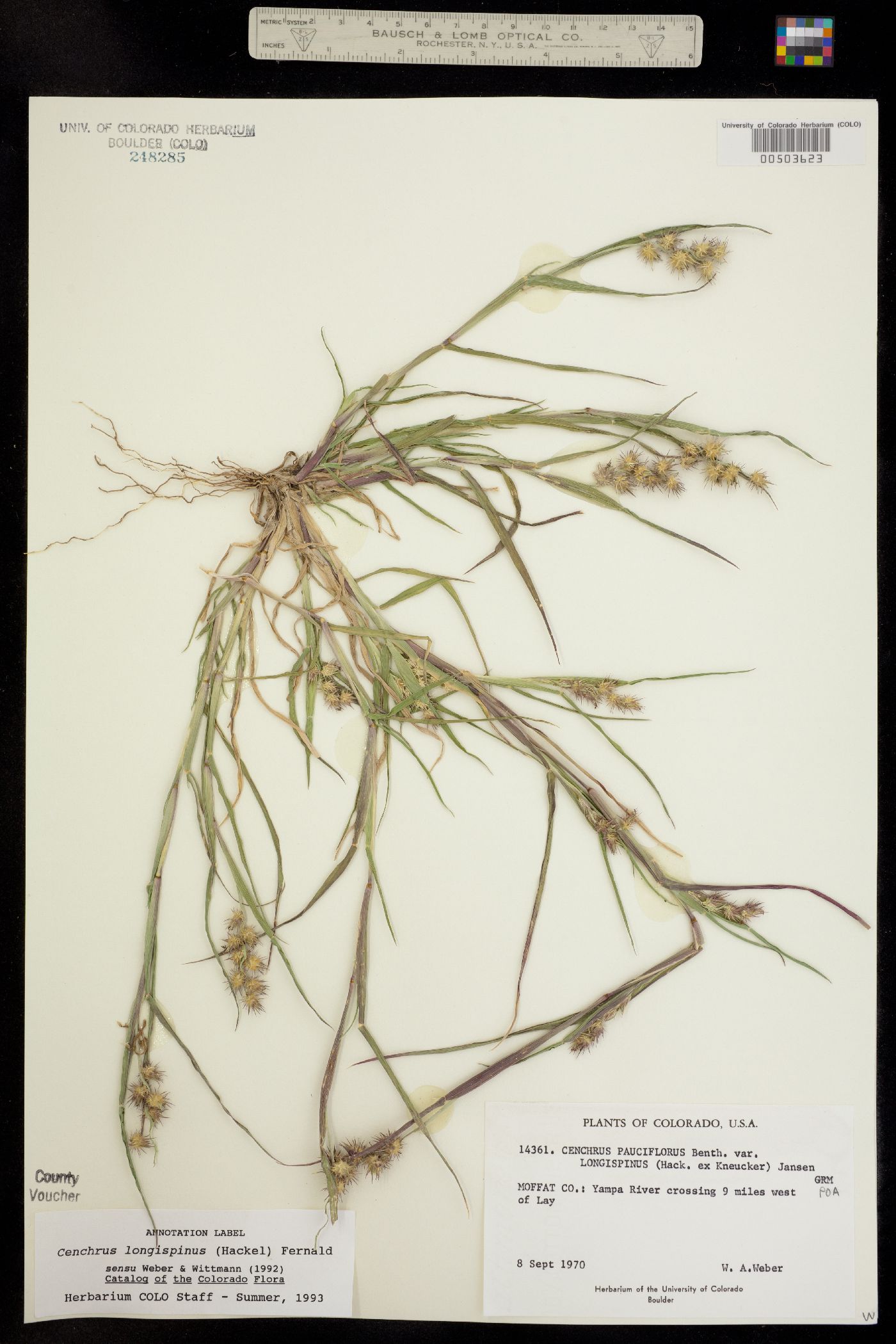 Cenchrus longispinus image